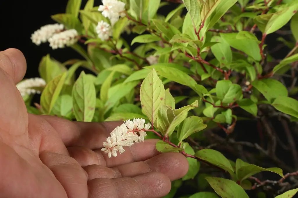 Itea japonica Canada Bonsai