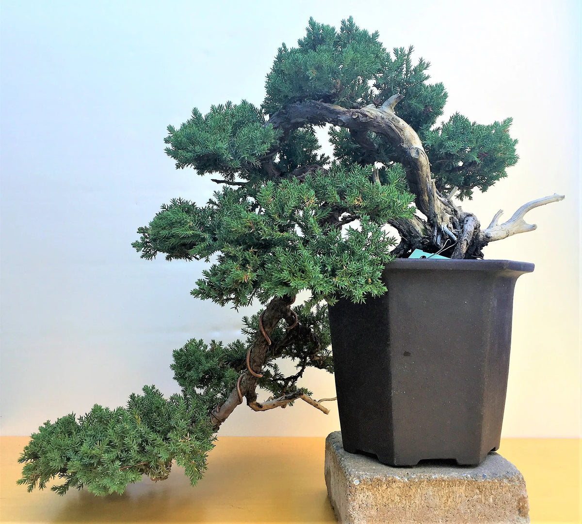 Juniperus procumbens Canada Bonsai