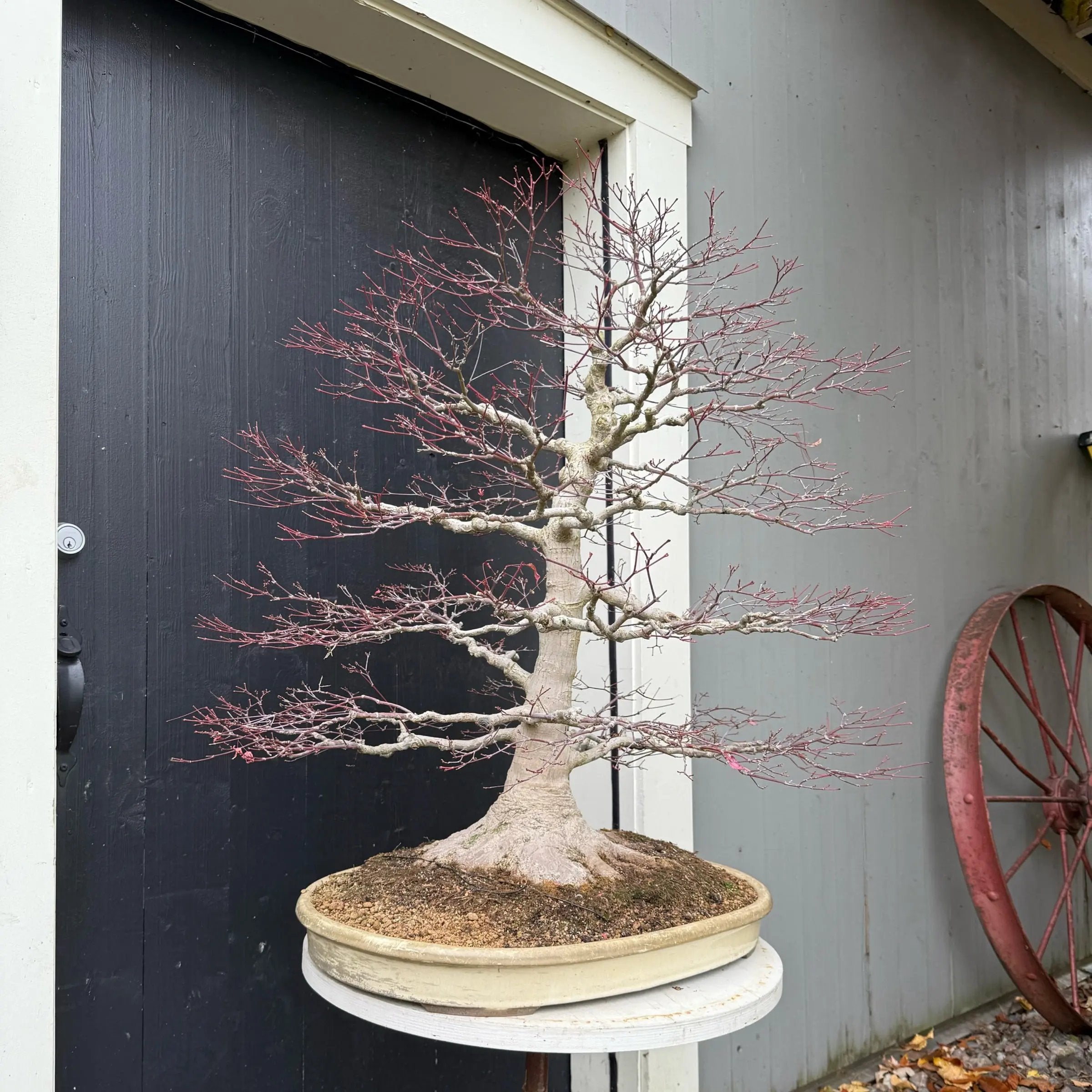 Acer palmatum Canada Bonsai