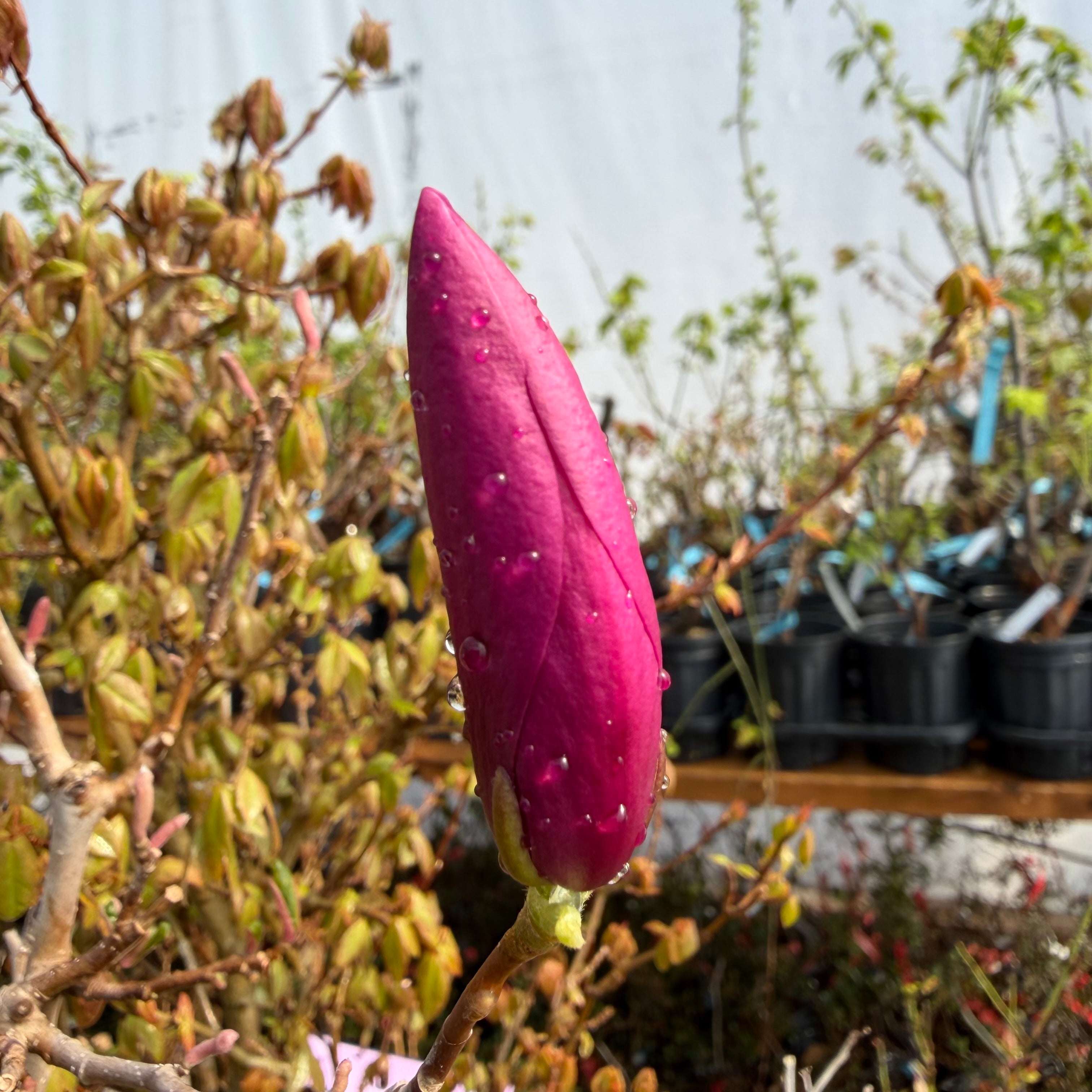 Magnolia (grand ; fleur violette)