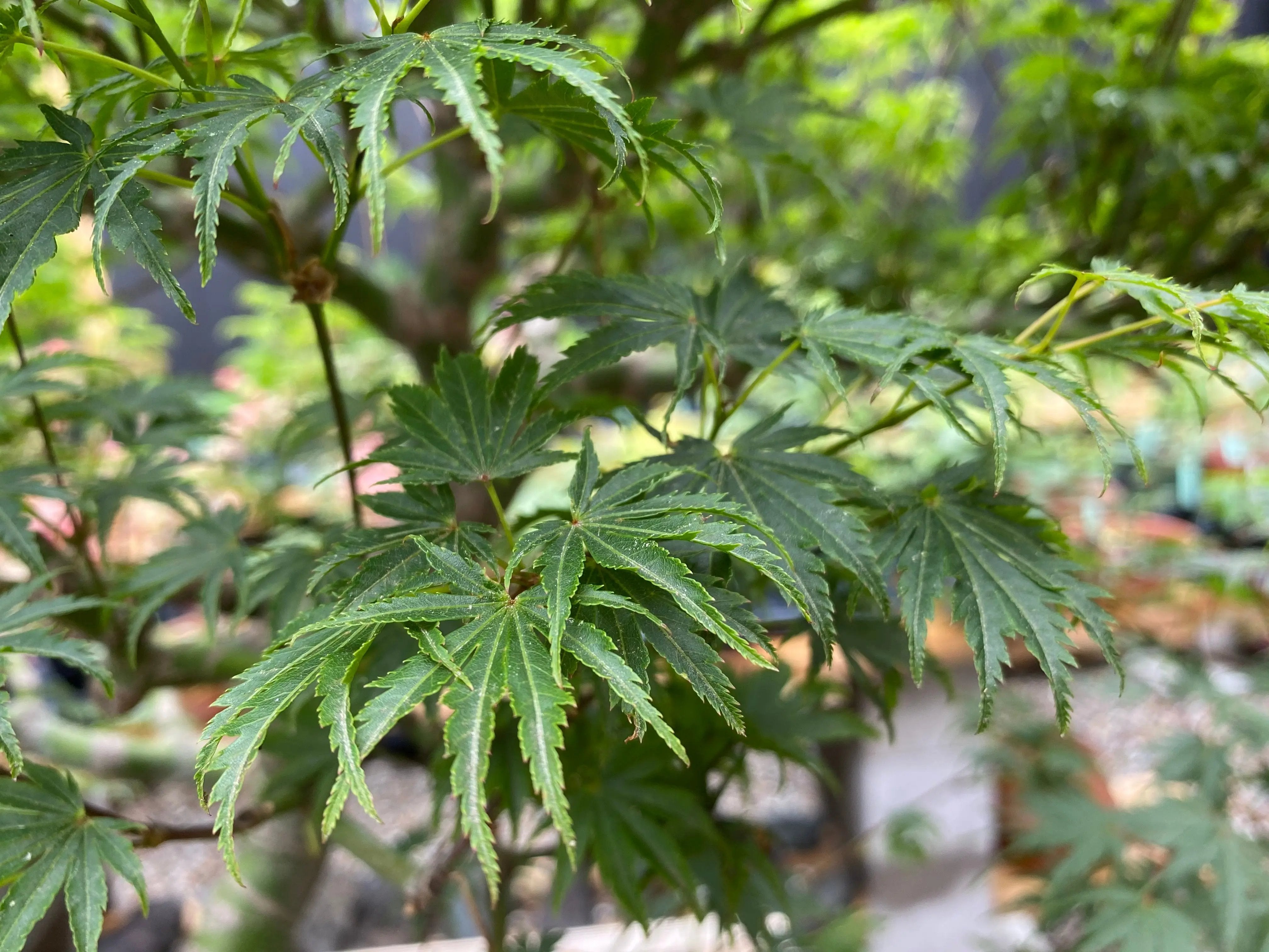 Acer palmatum 'Yves' Select' Canada Bonsai