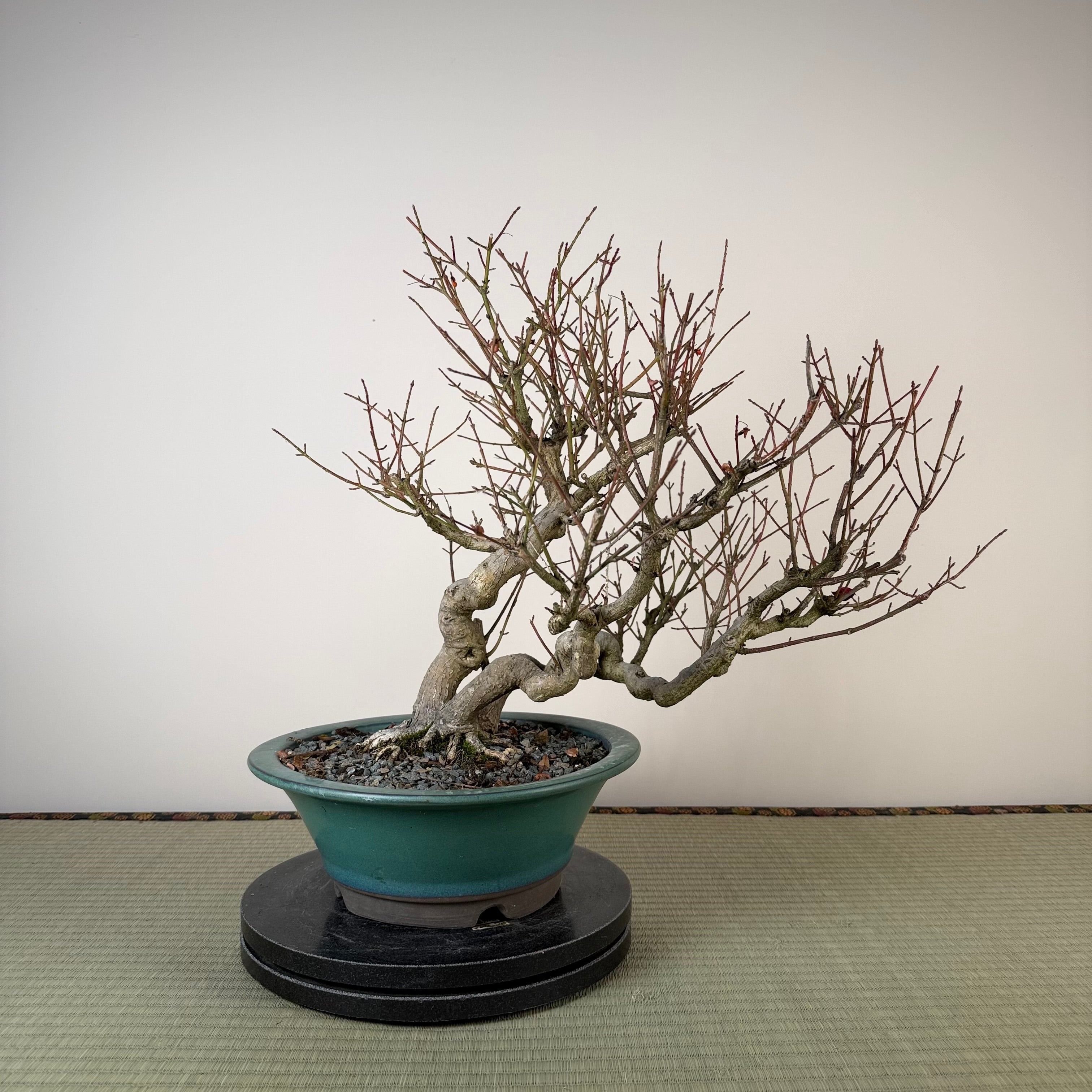 Euonymus