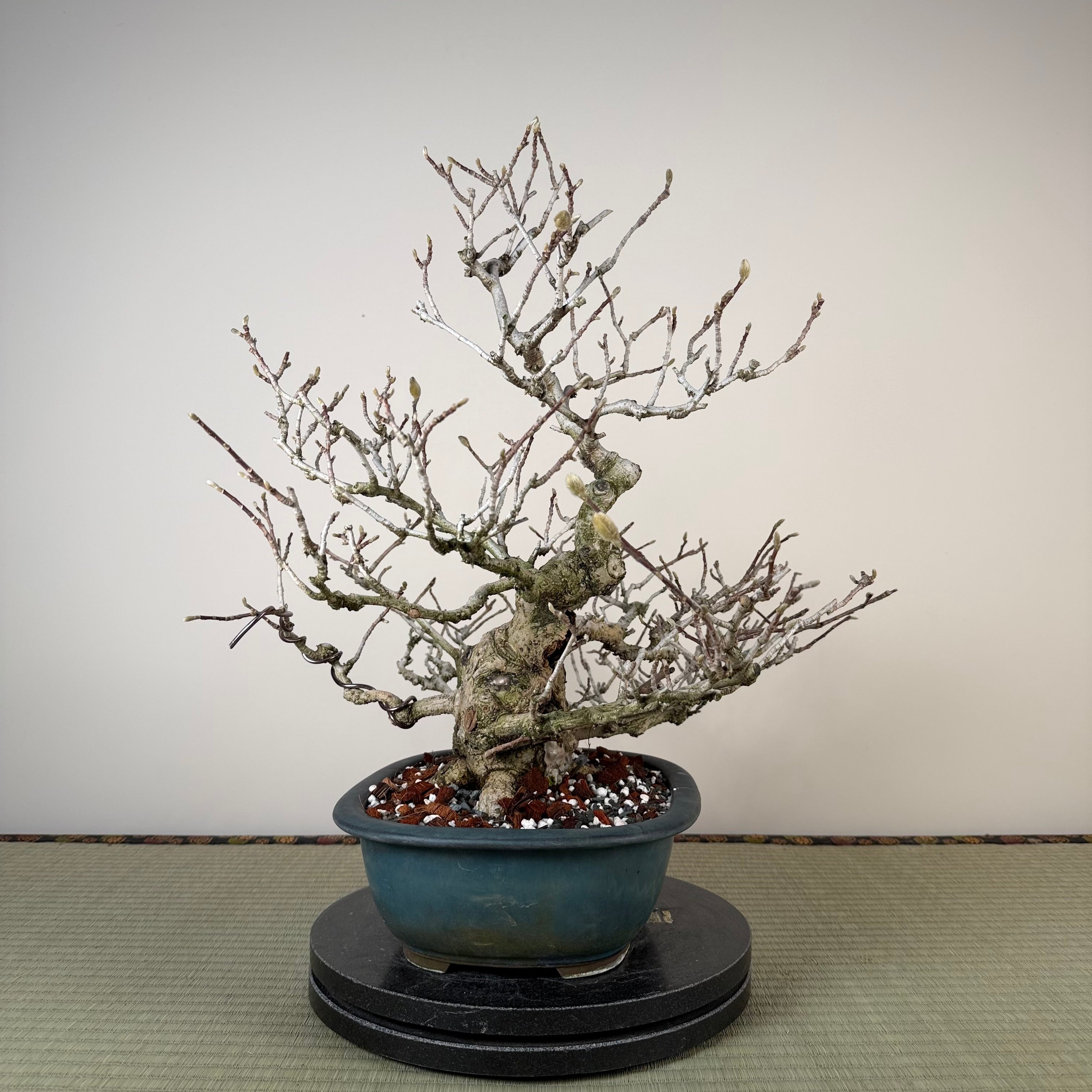 Magnolia kobus (nain)