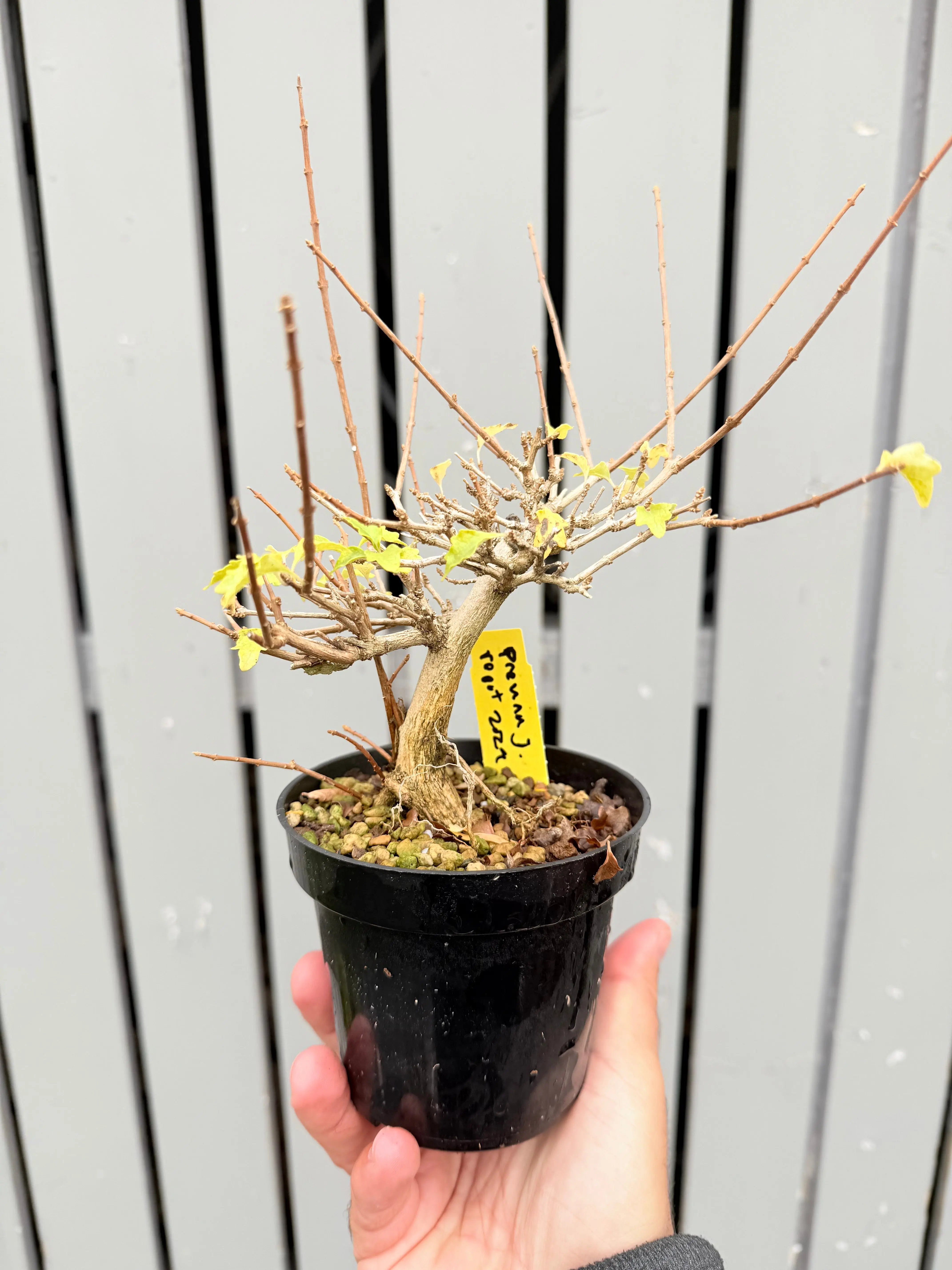 Premna japonica #1 Canada Bonsai