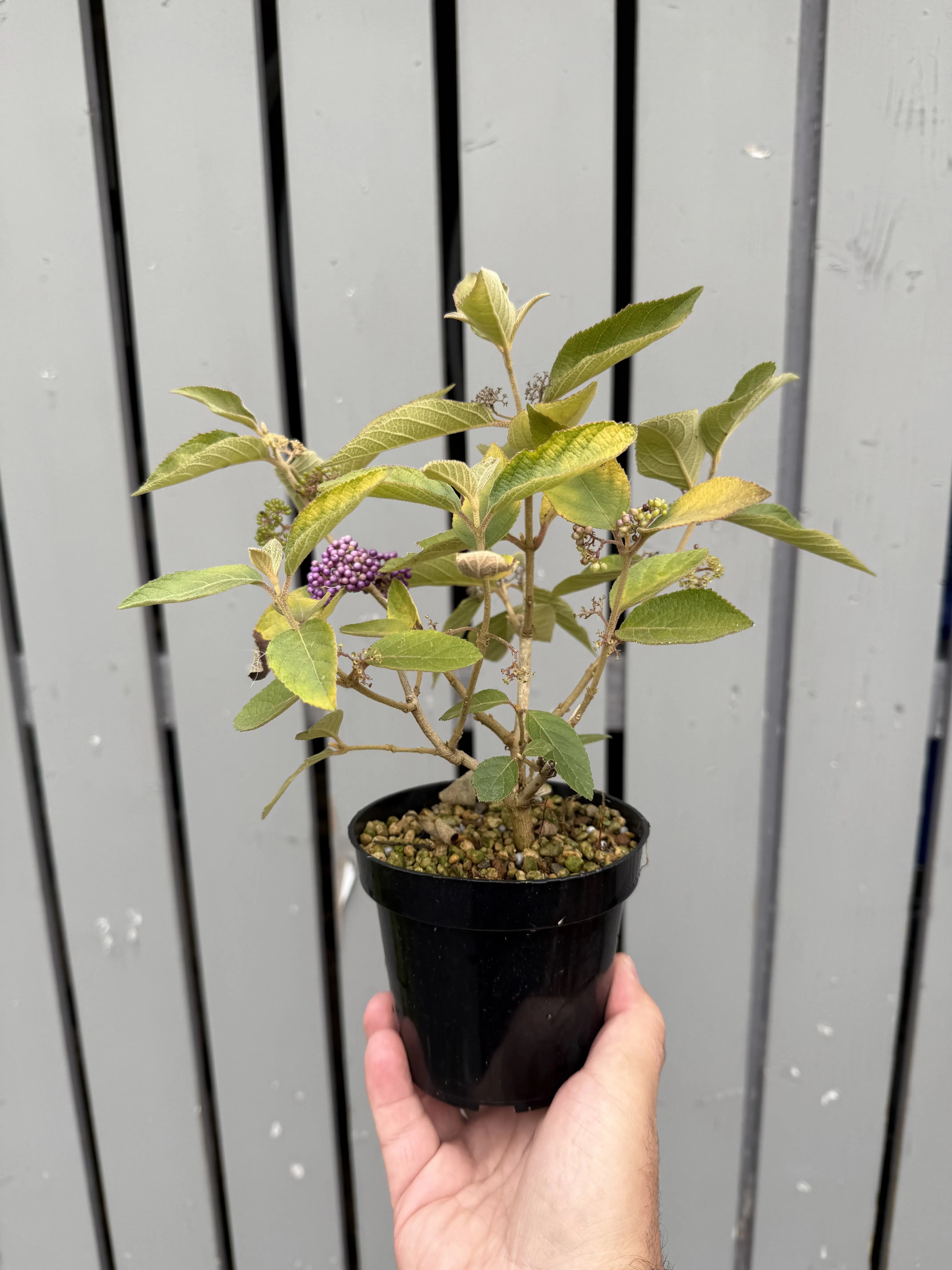 Callicarpa japonica 'NAKAYOSHI KOYOSHI' #2 Canada Bonsai