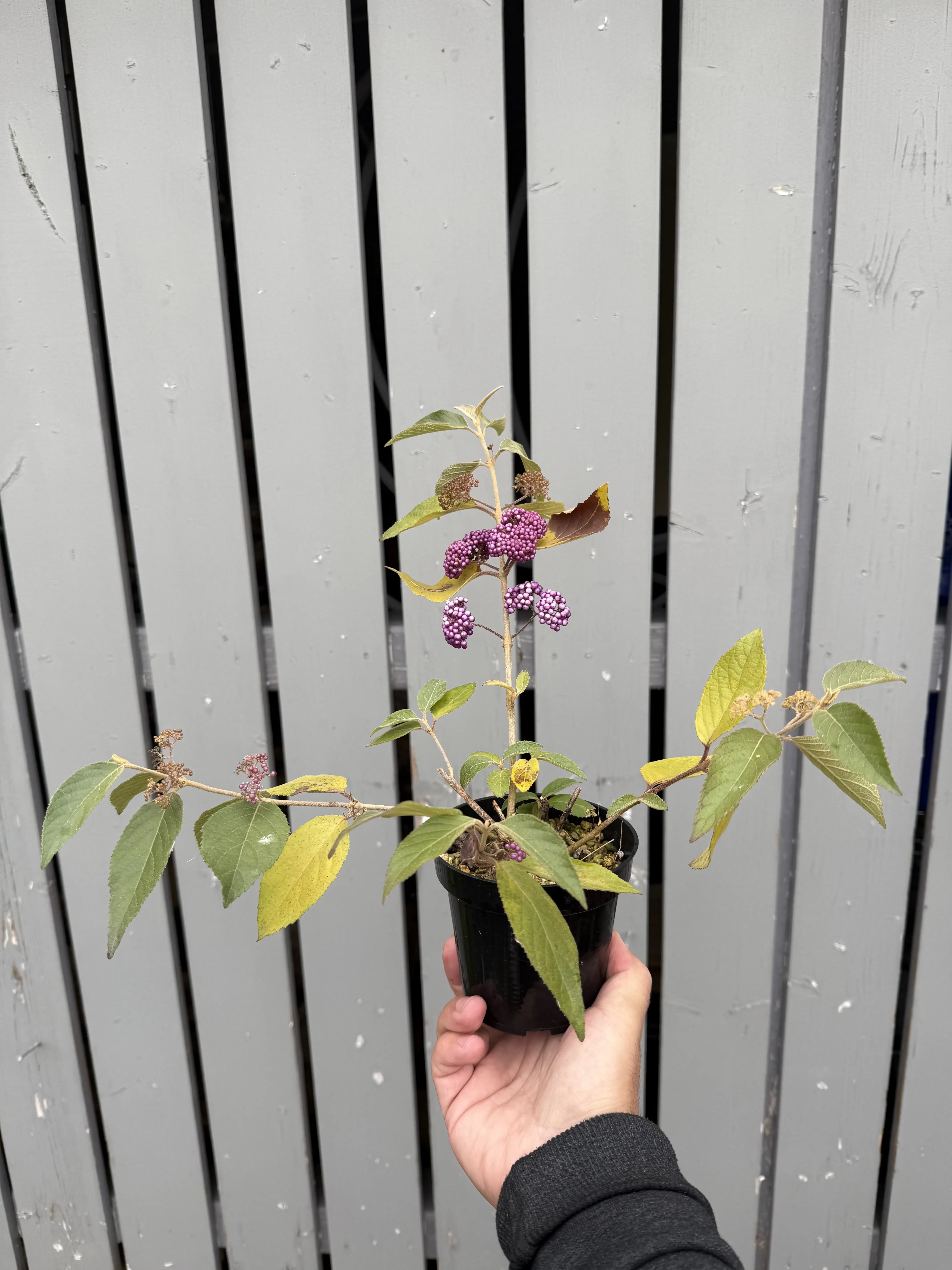 Callicarpa japonica 'NAKAYOSHI KOYOSHI' #3 Canada Bonsai