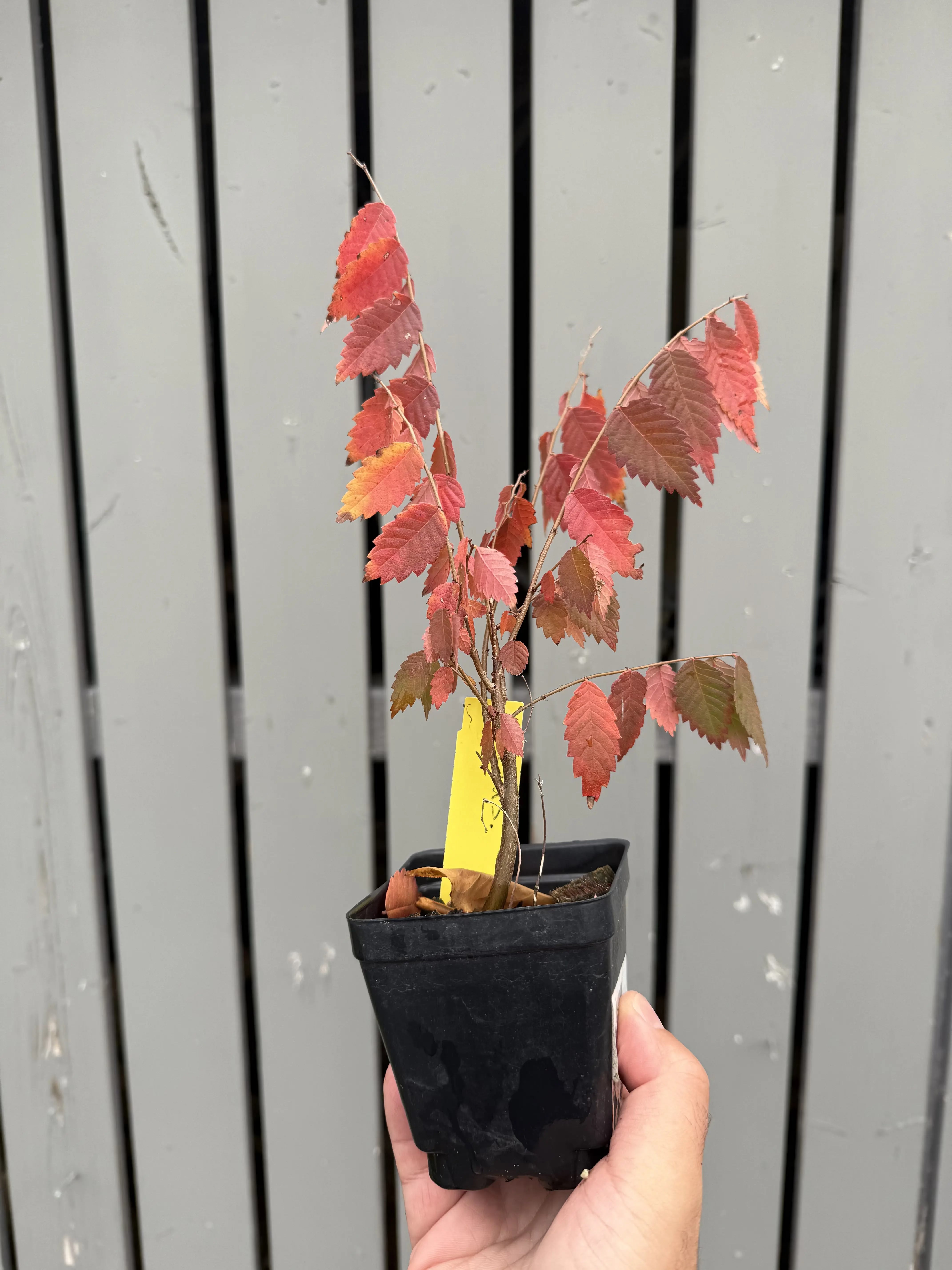 Zelkova serrata #4 Canada Bonsai