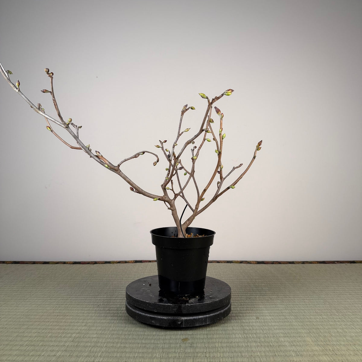 Corylopsis spicata