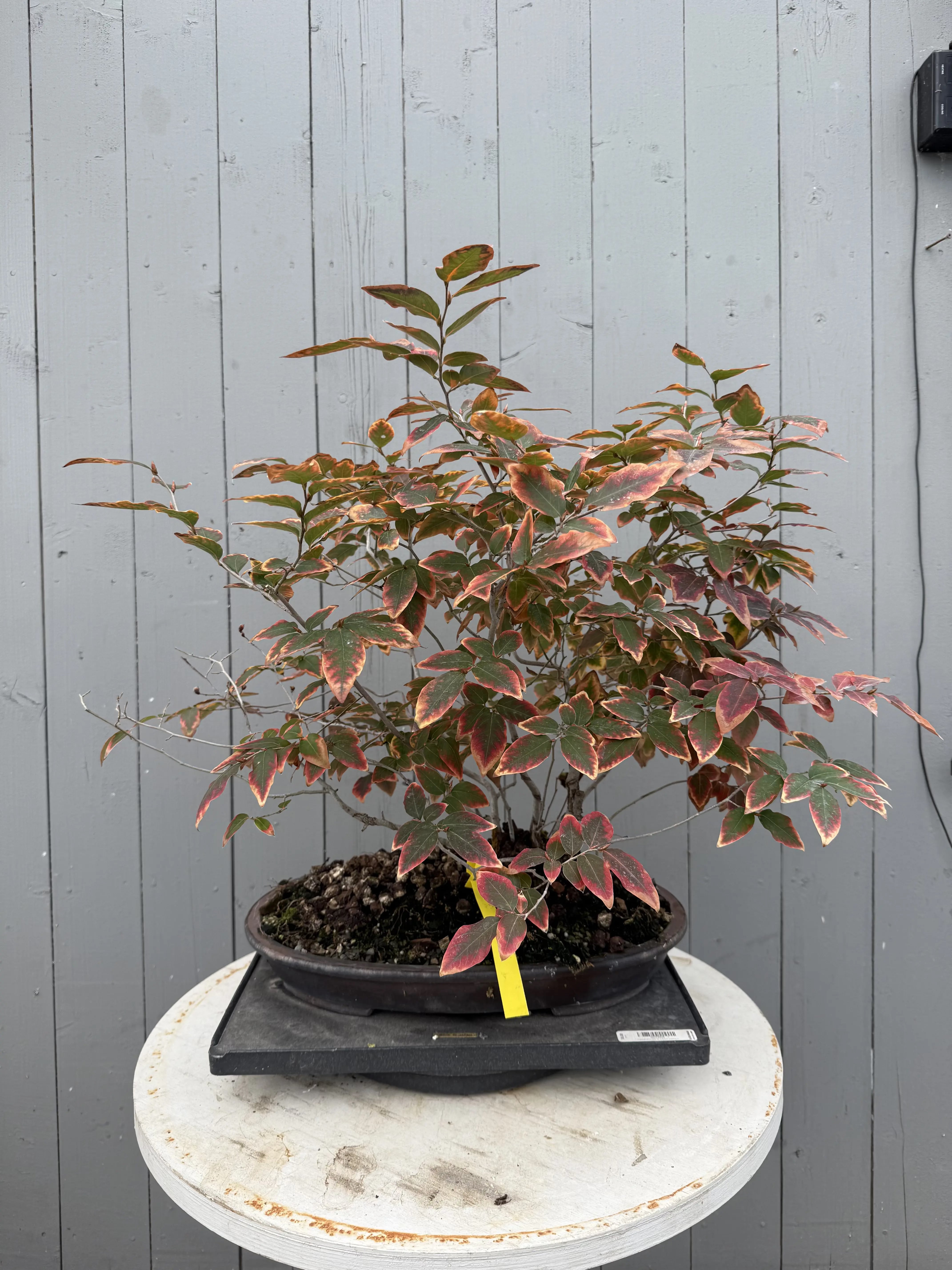 Lindera glauca (antique pot) Canada Bonsai