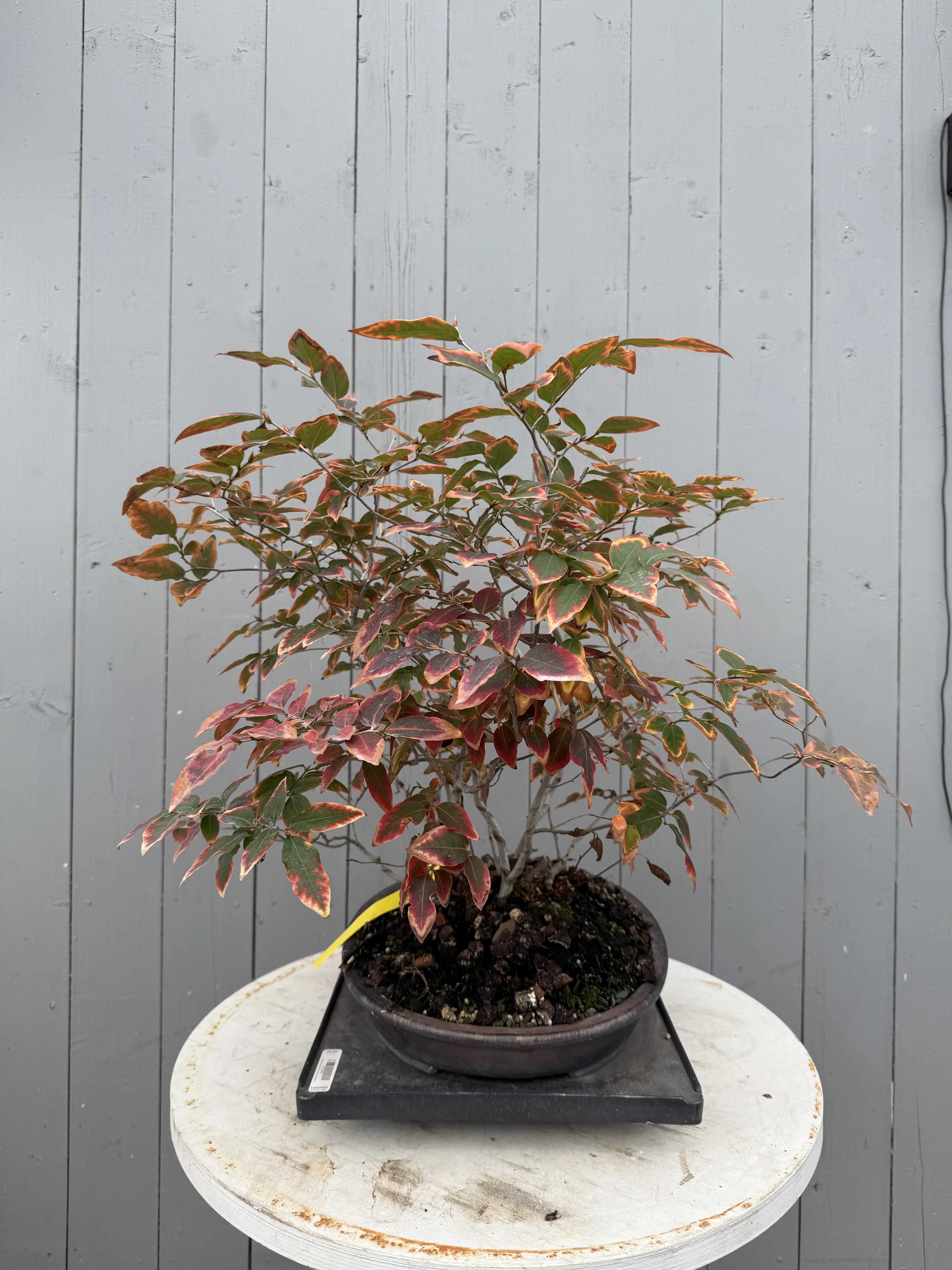 Lindera glauca (antique pot) Canada Bonsai