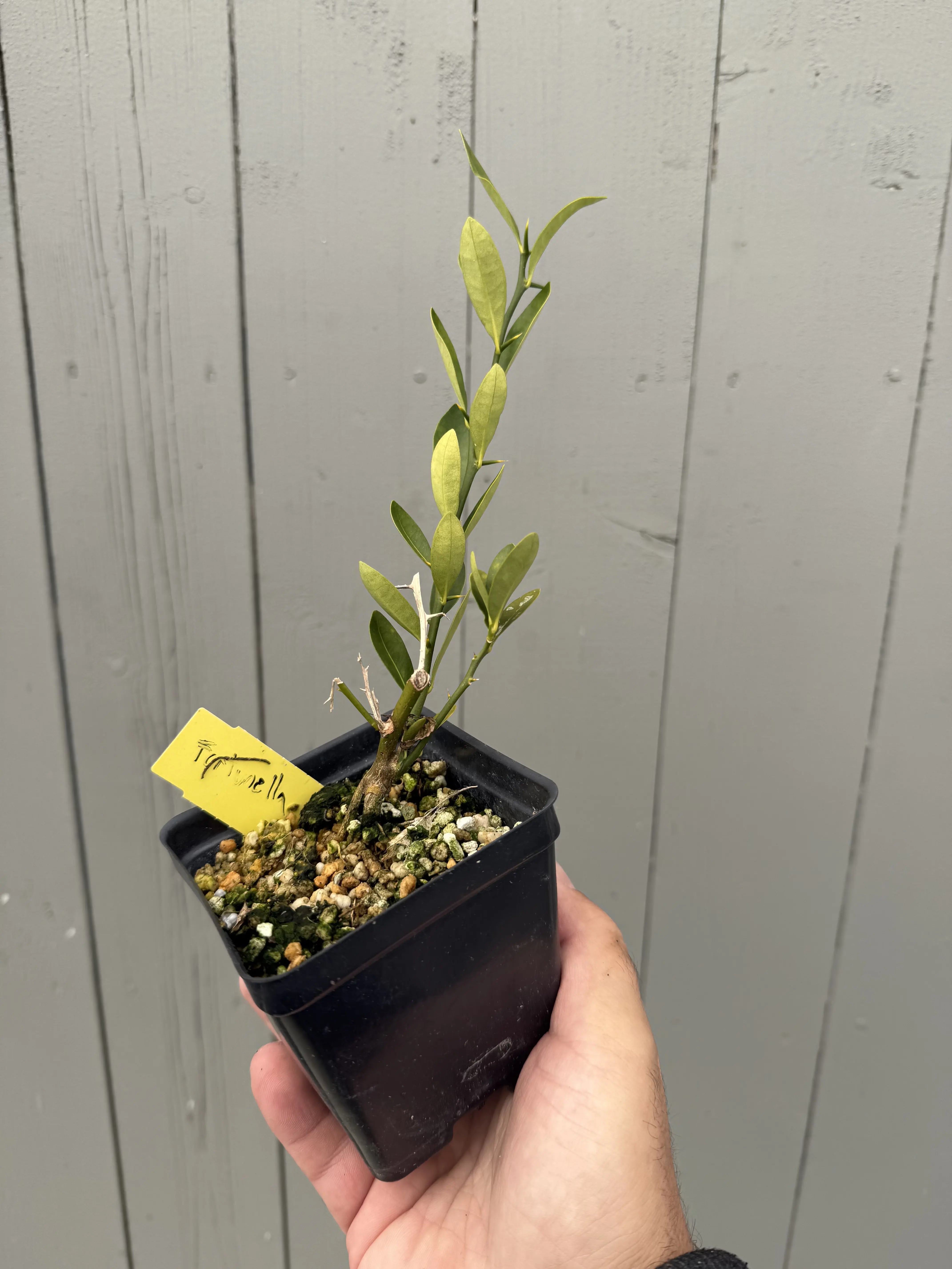 Fortunella hindsii #2 Canada Bonsai