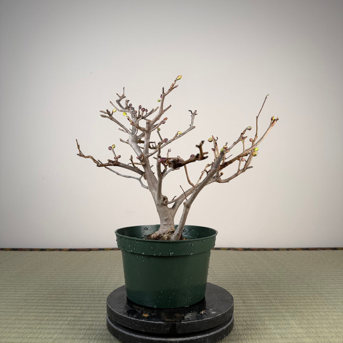 Corylopsis spicata