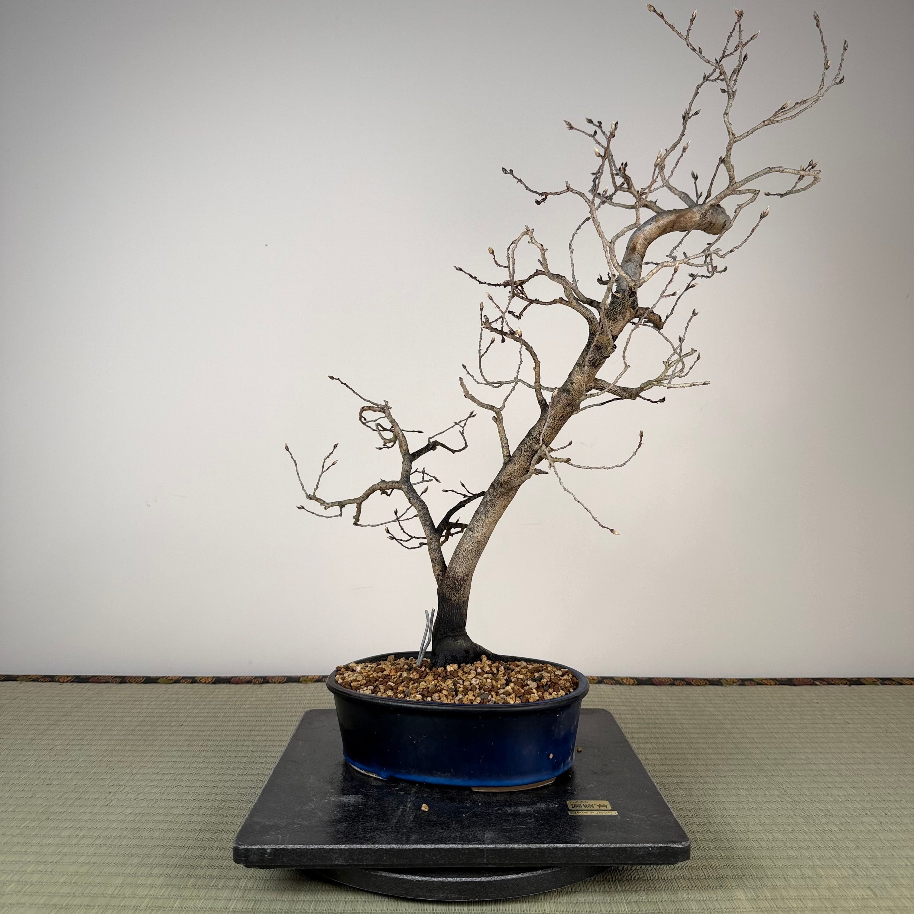 Diospyros rhombifolia (mâle)