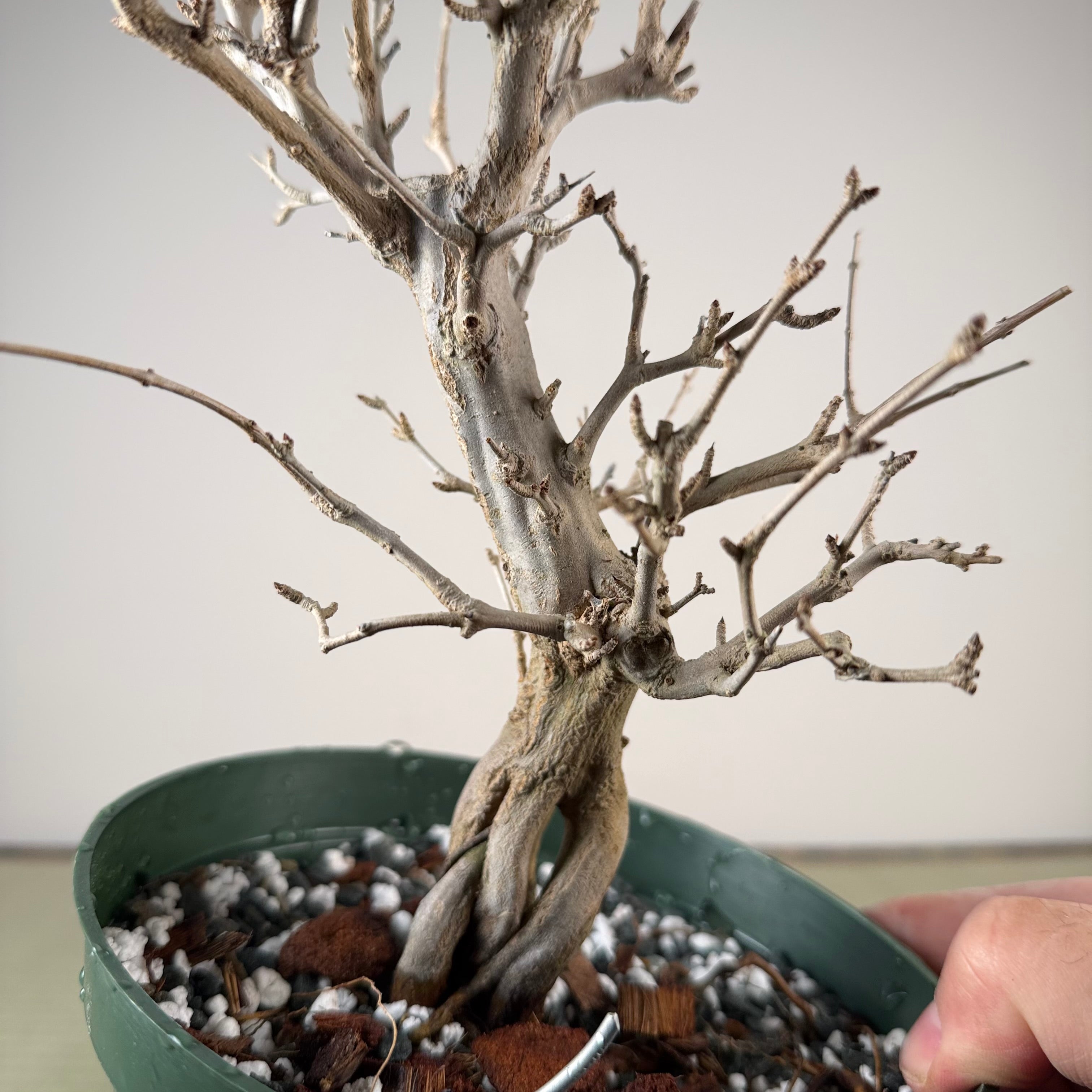 Punica granatum
