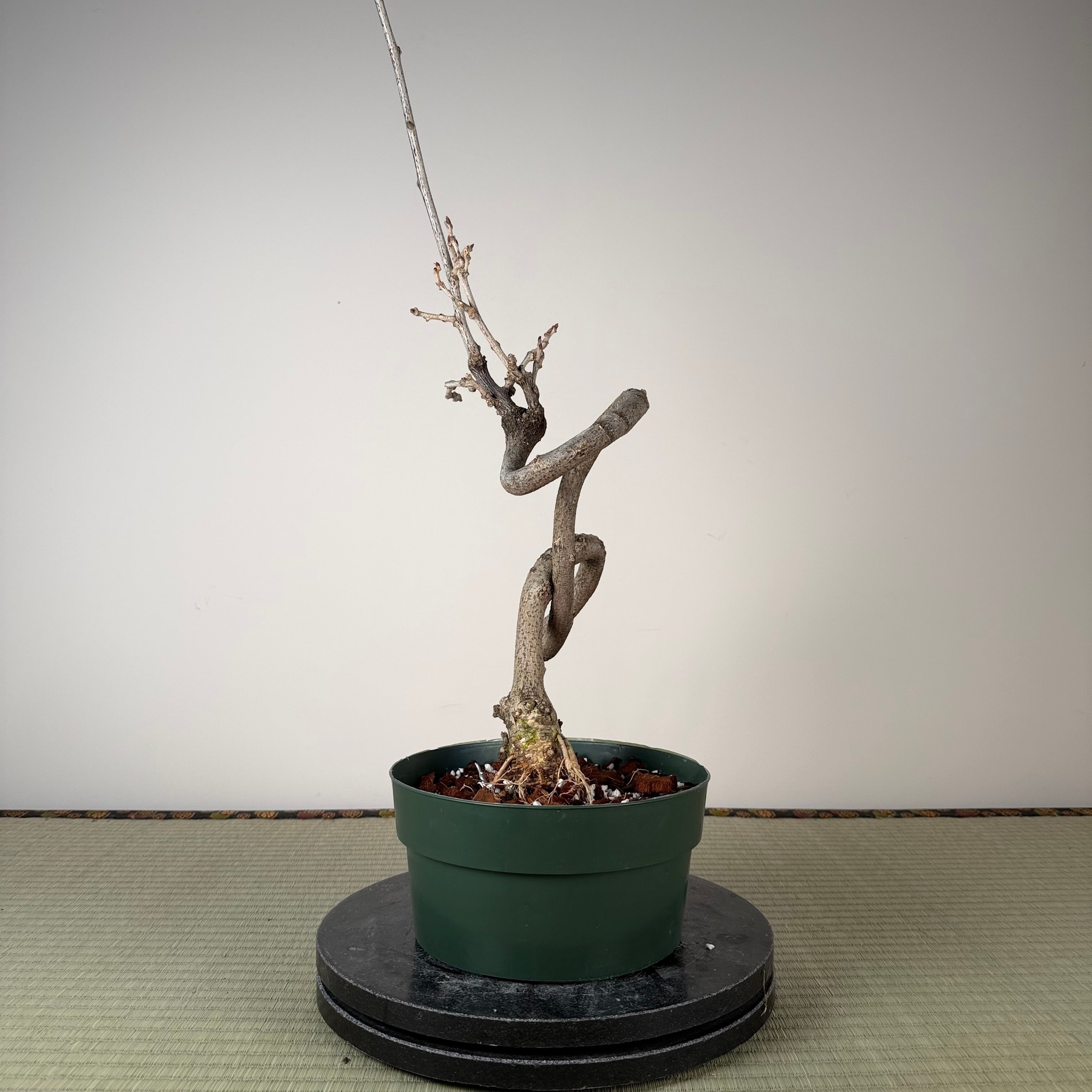Glycine floribunda