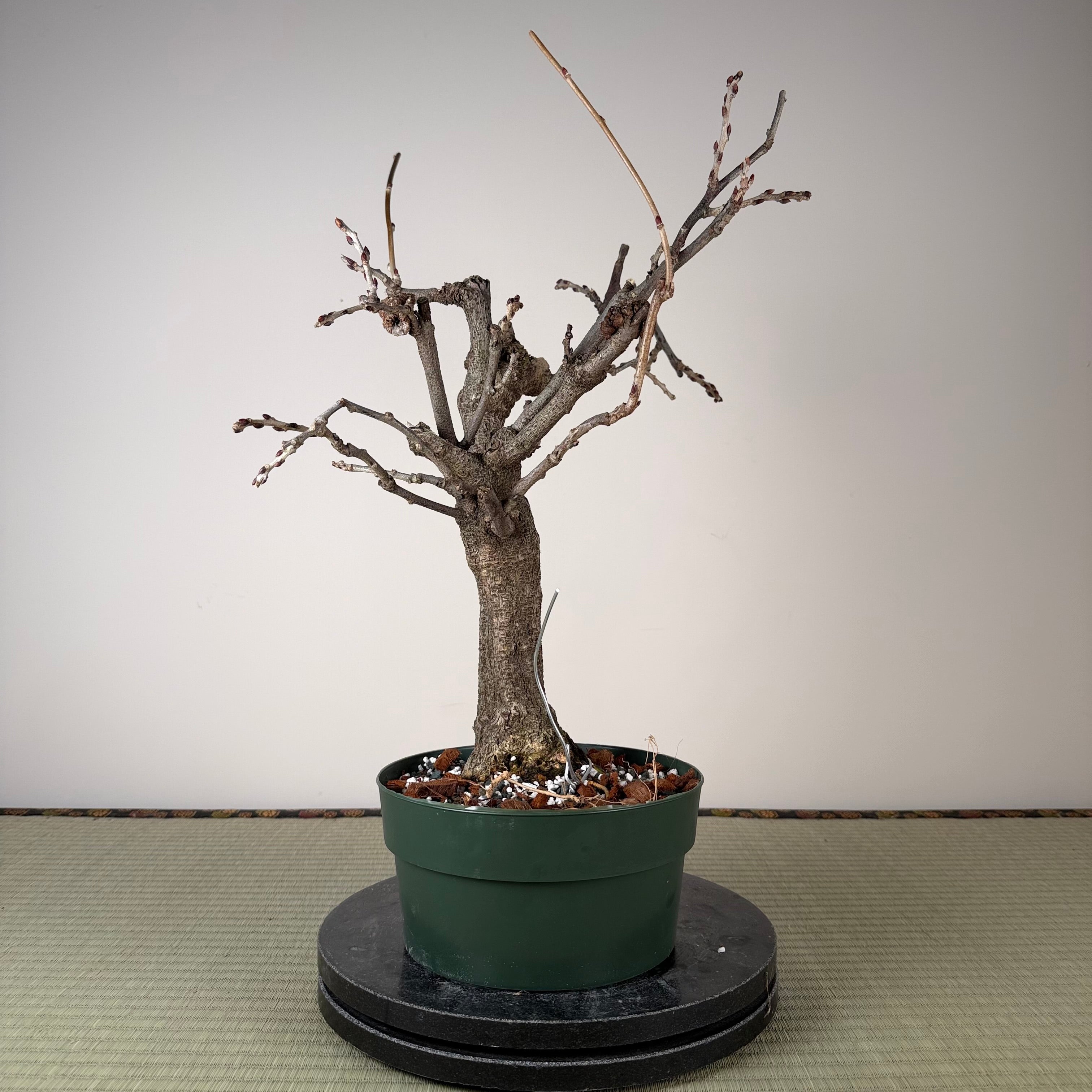 Glycine floribunda