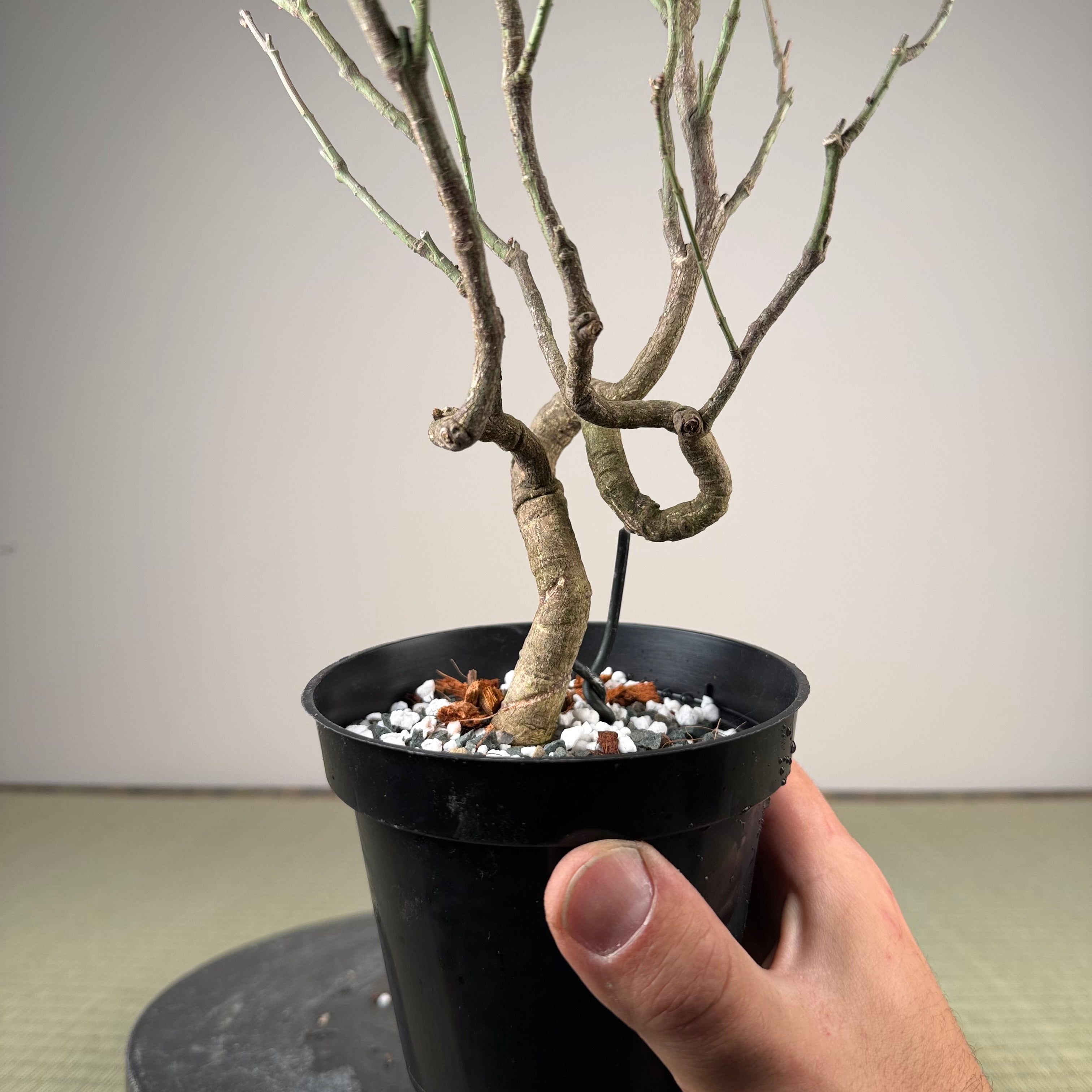 Euonymus