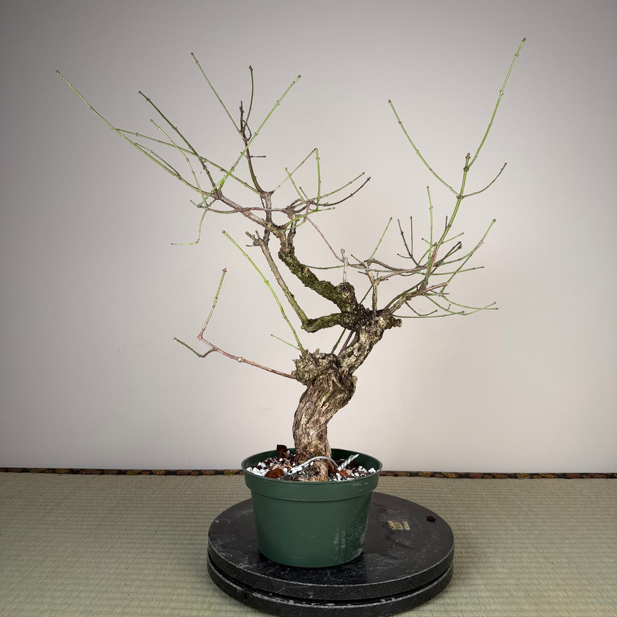 Euonymus (rough bark variety)