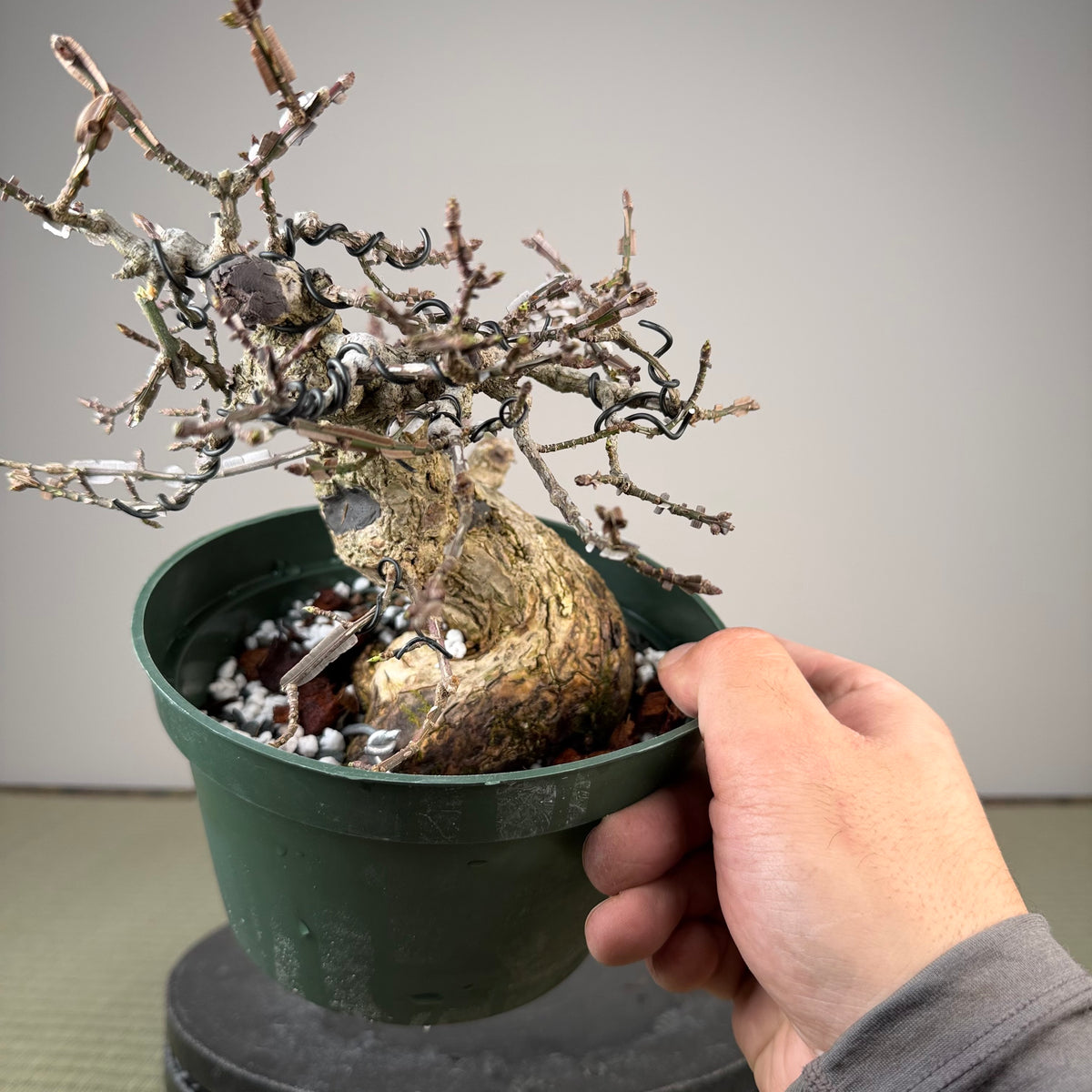 Euonymus