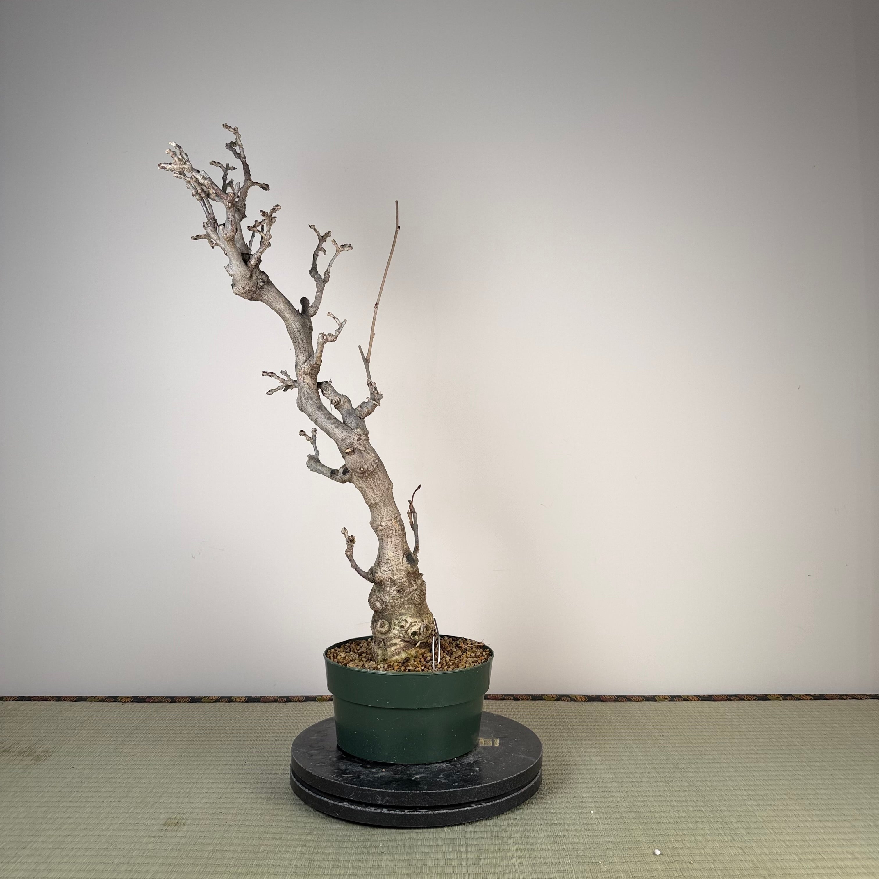 Glycine floribunda