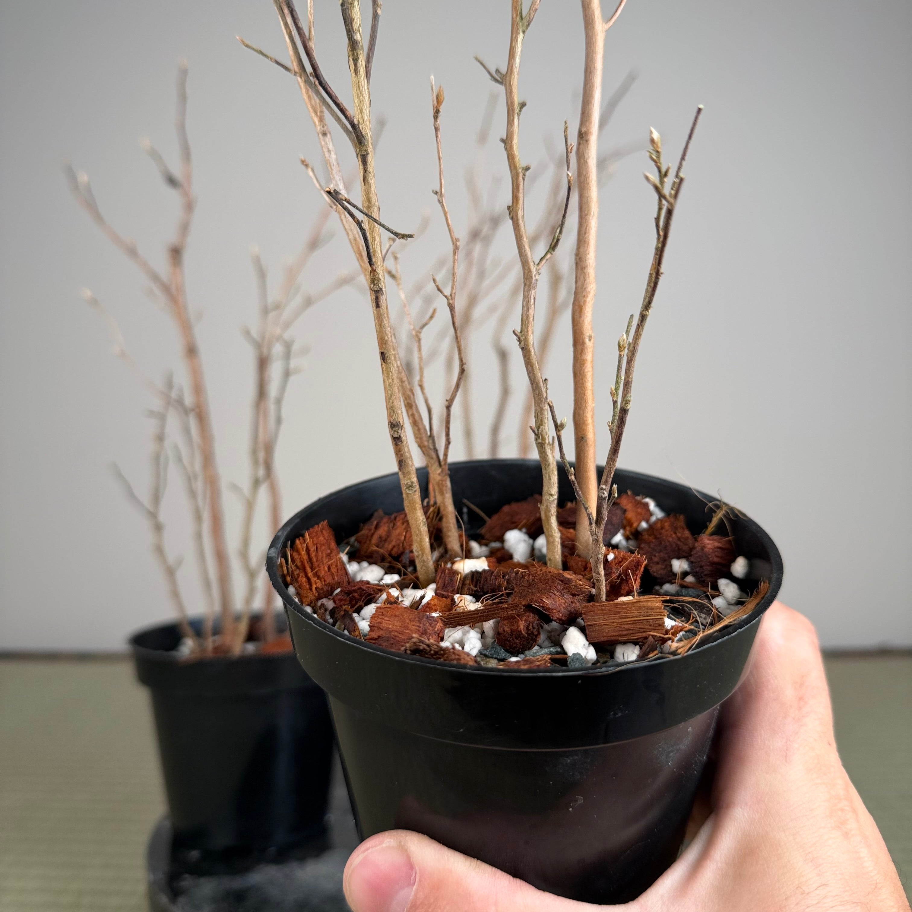 Stewartia monadelpha (5 pots à troncs multiples)