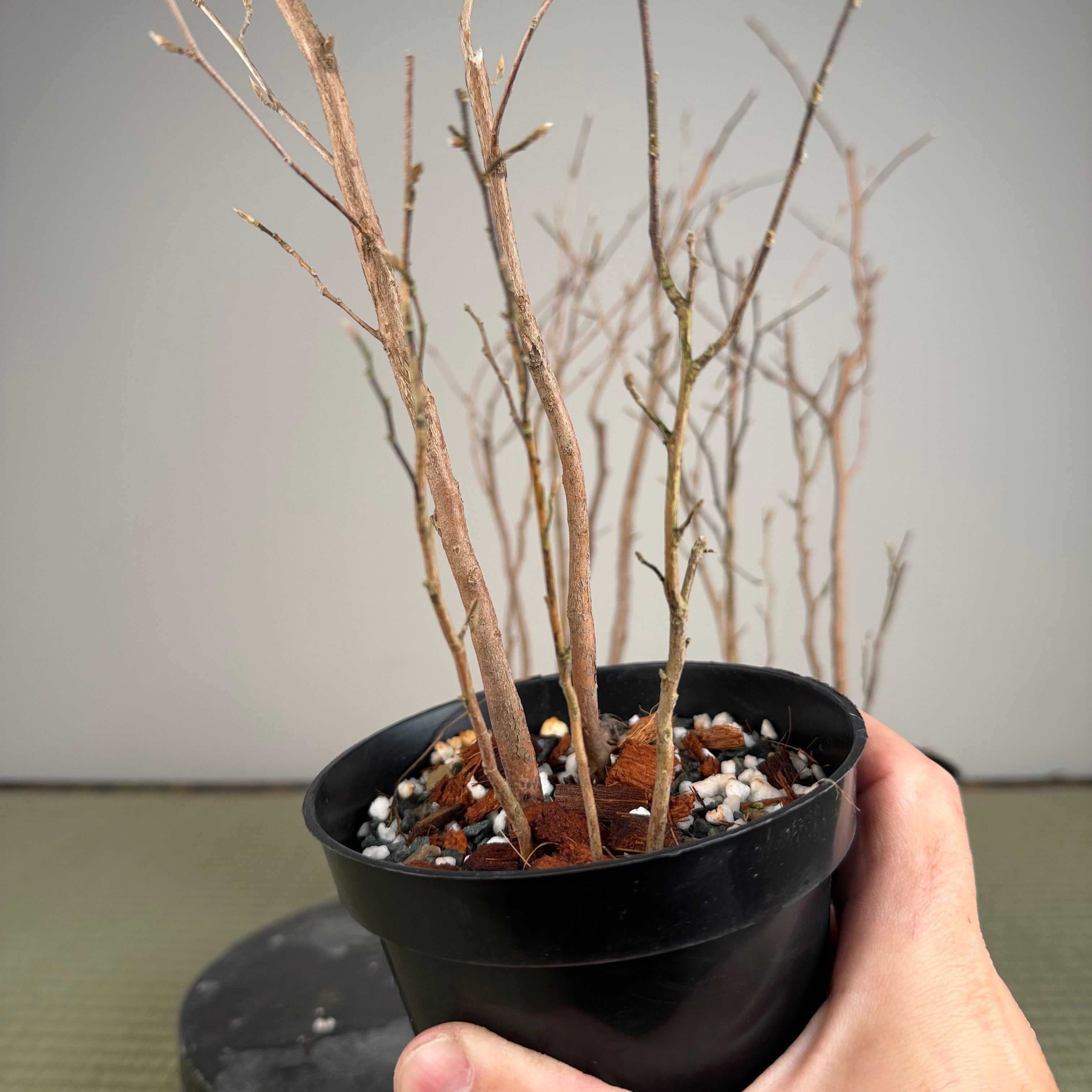 Stewartia monadelpha (5 pots à troncs multiples)