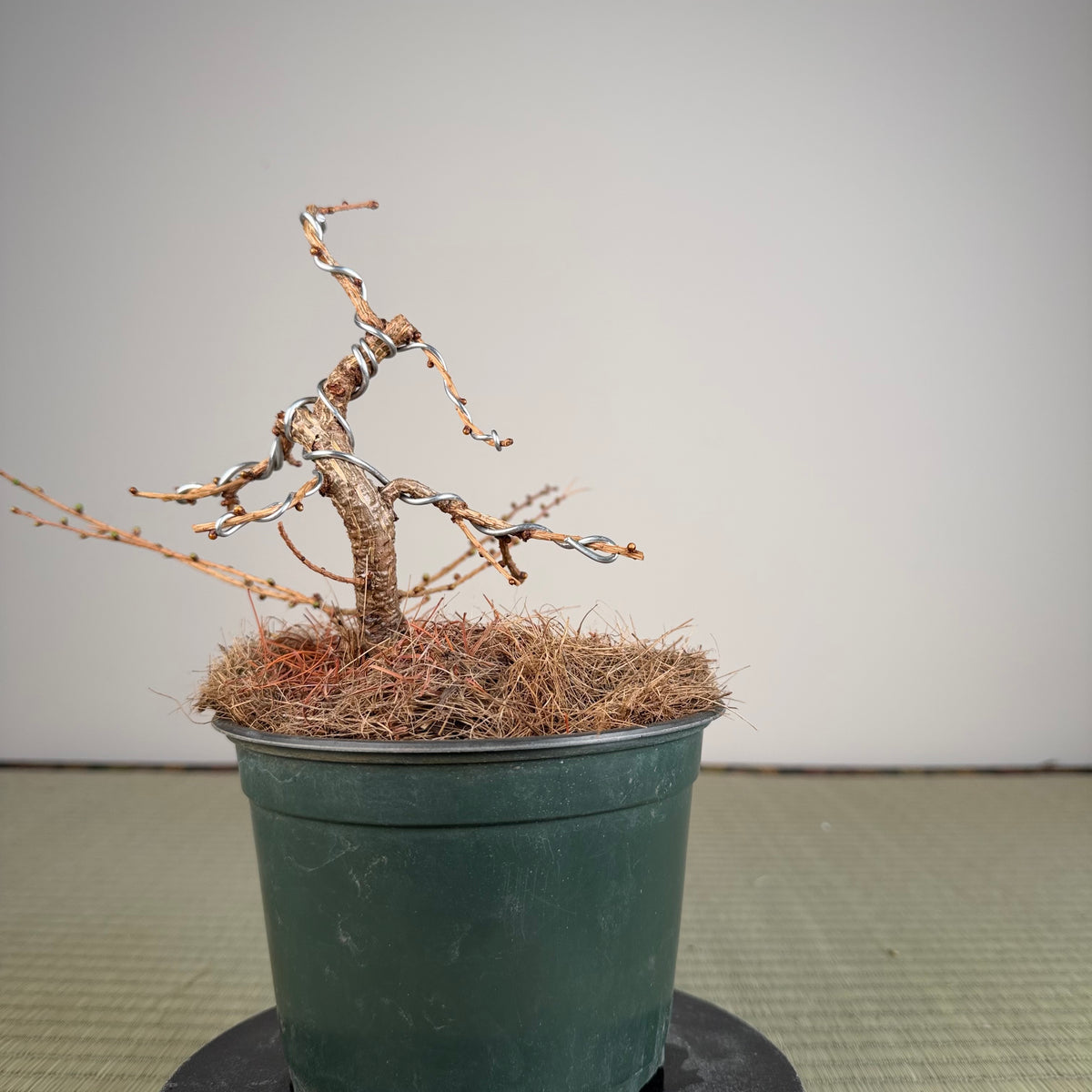 Larix leptolepsis