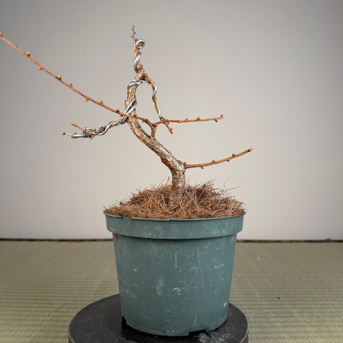 Larix leptolepsis
