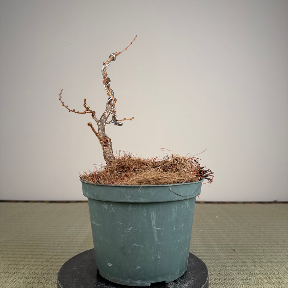 Larix leptolepsis