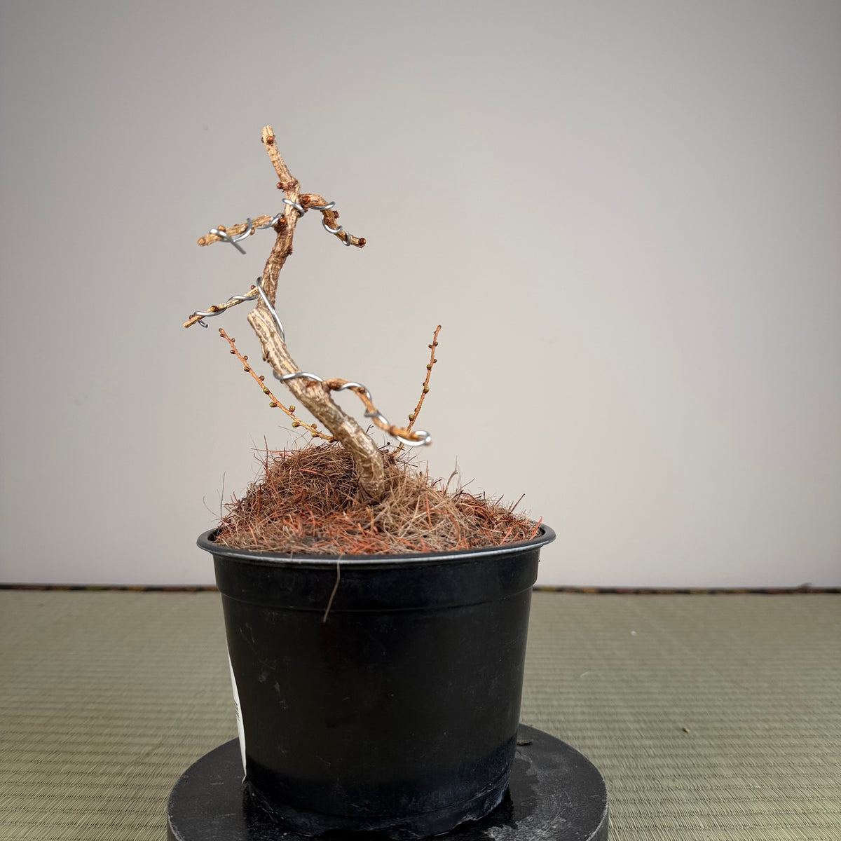 Larix leptolepsis