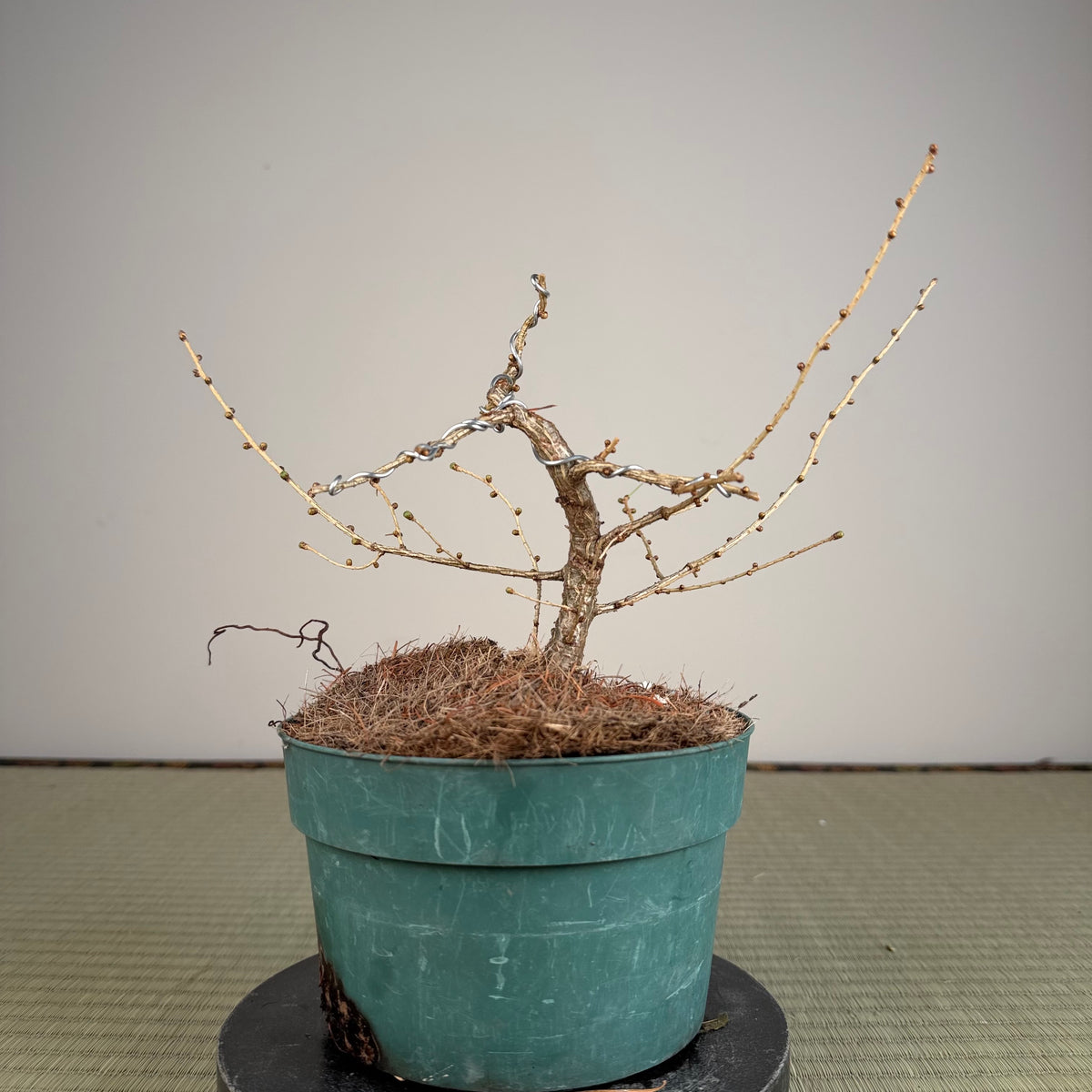 Larix leptolepsis