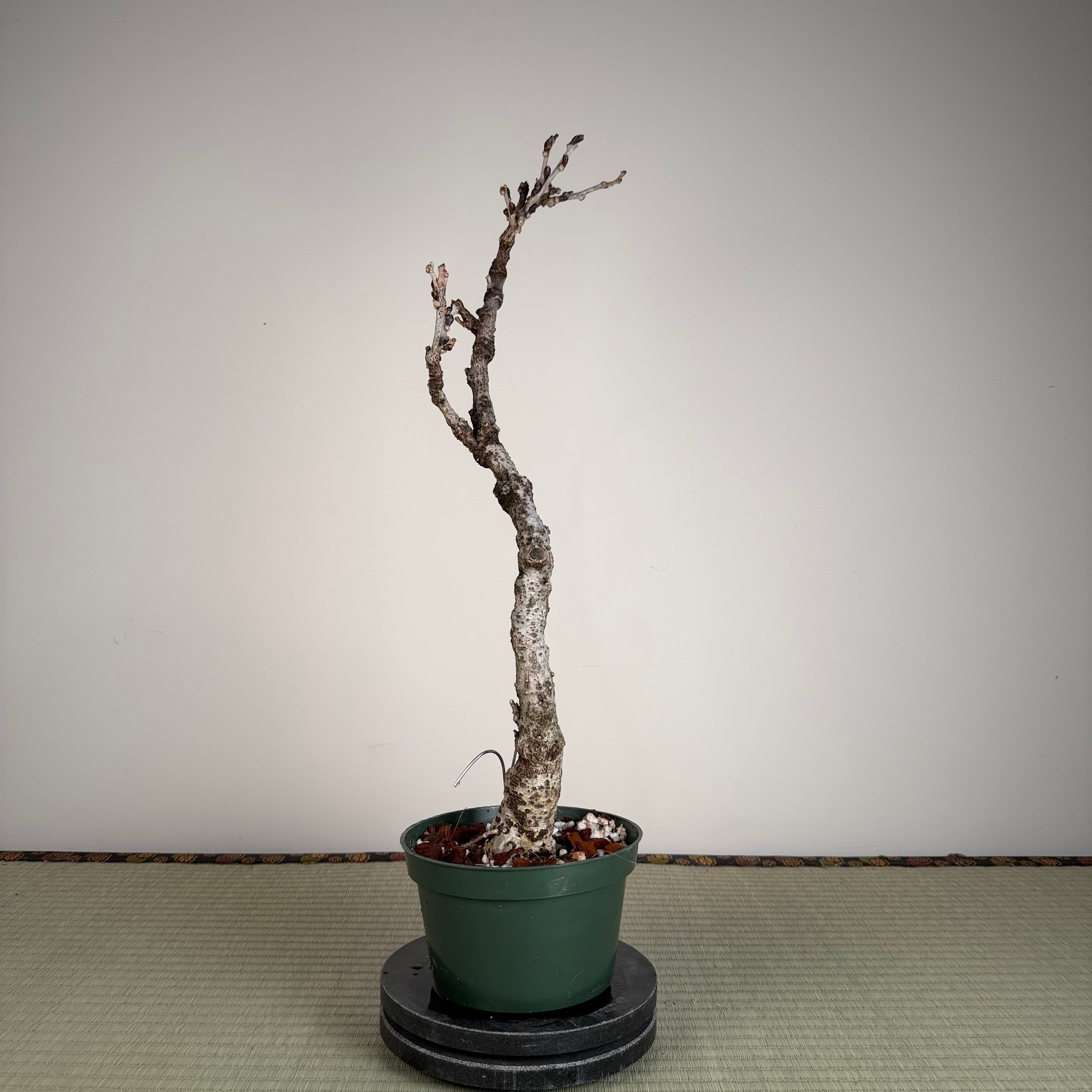 Glycine floribunda