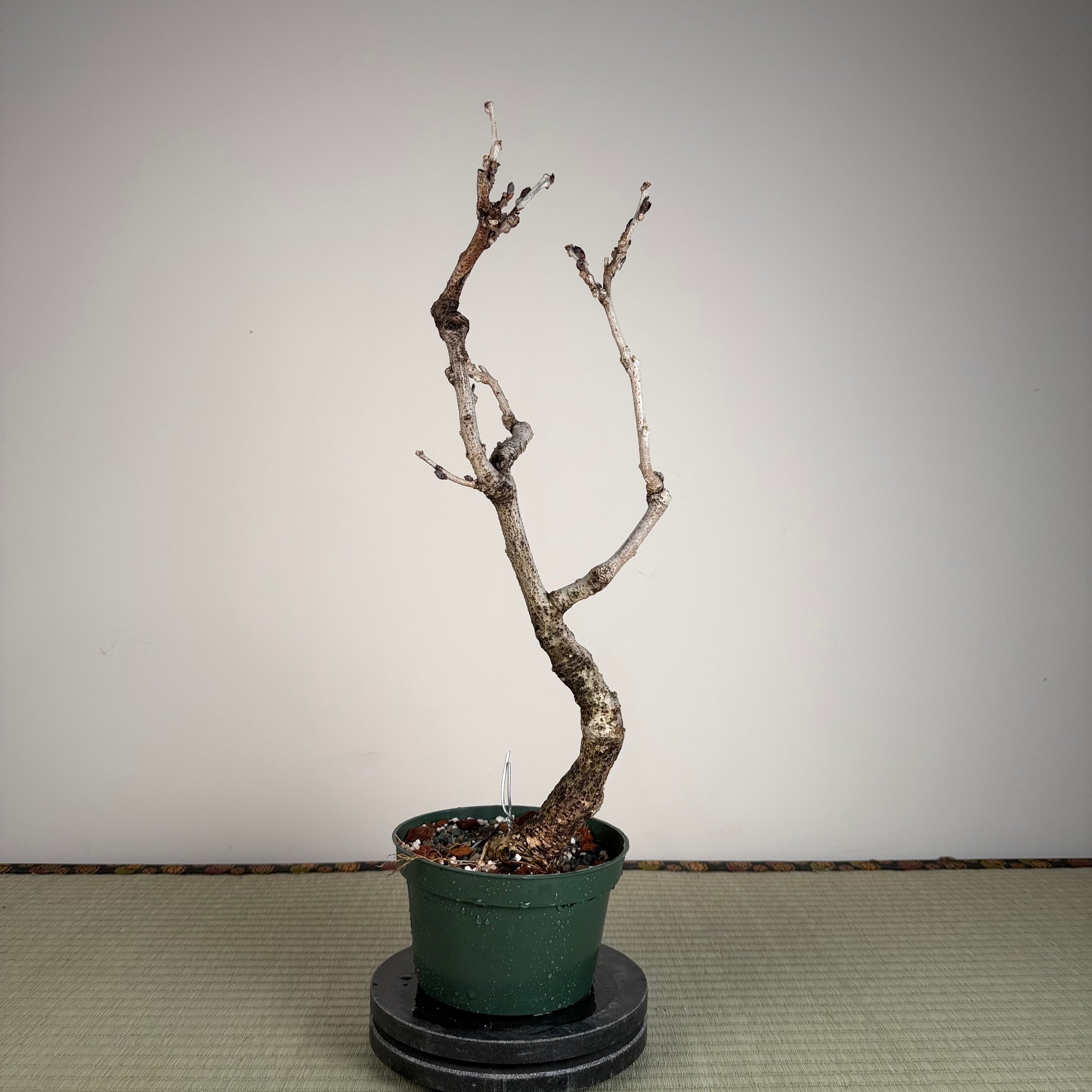 Glycine floribunda