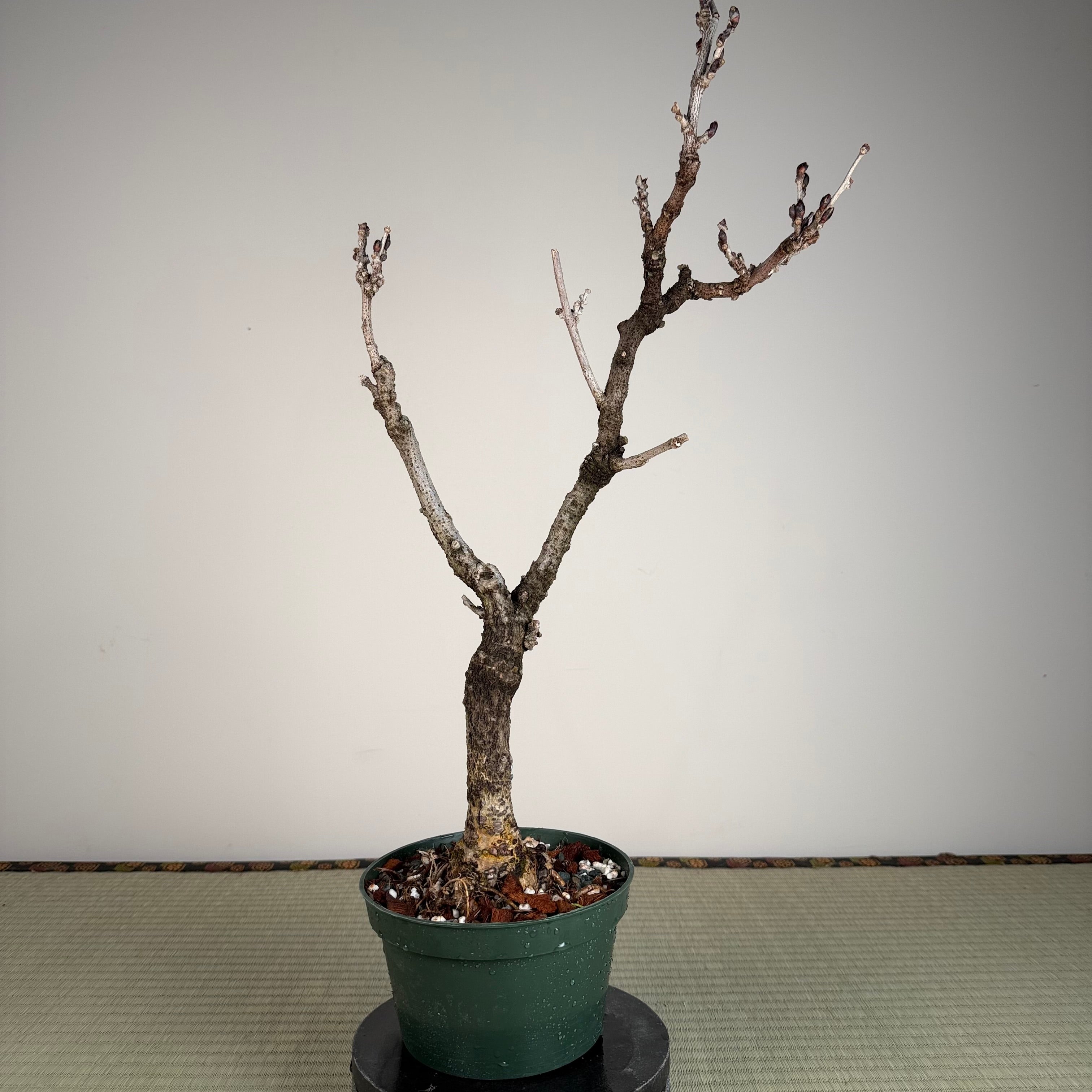 Glycine floribunda