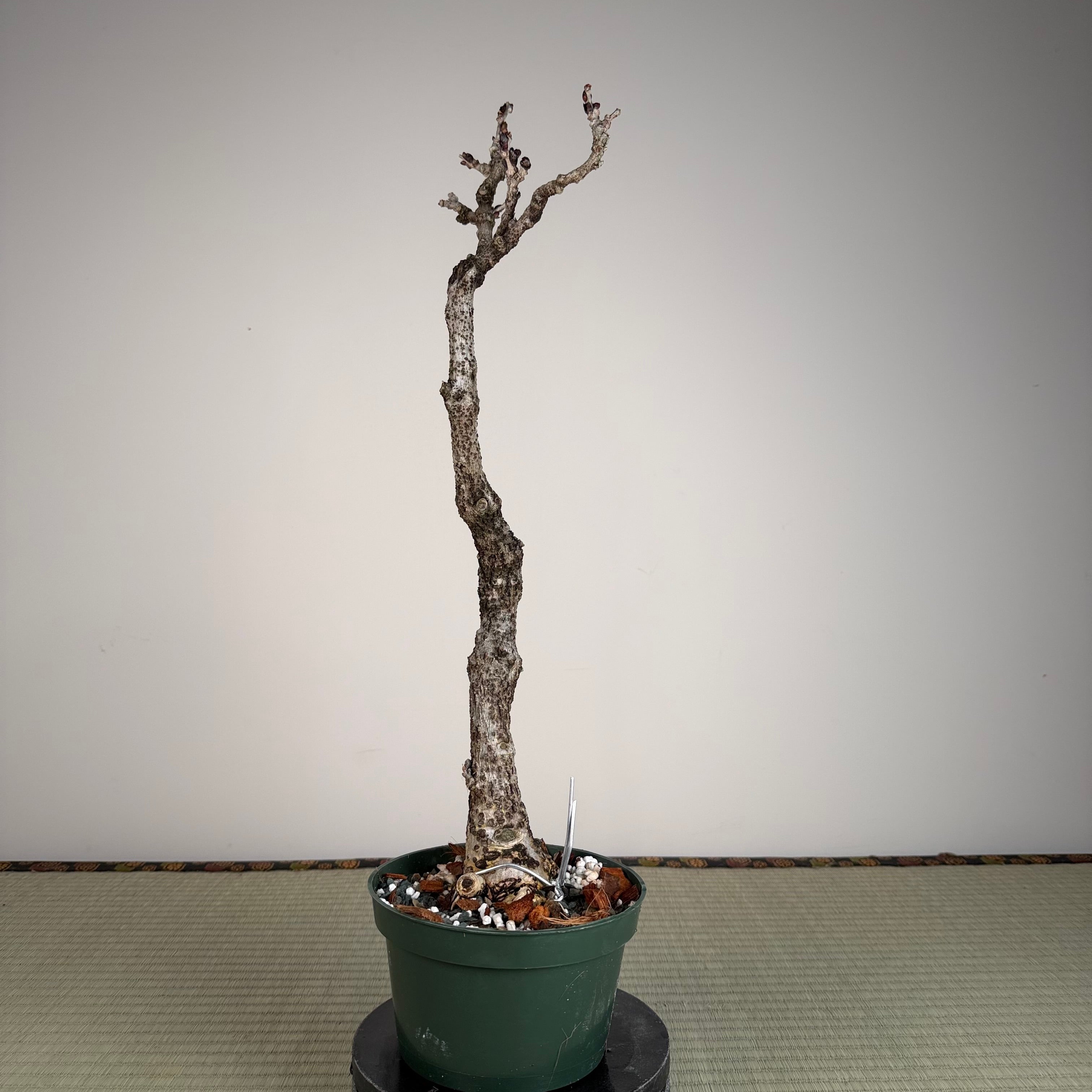 Glycine floribunda