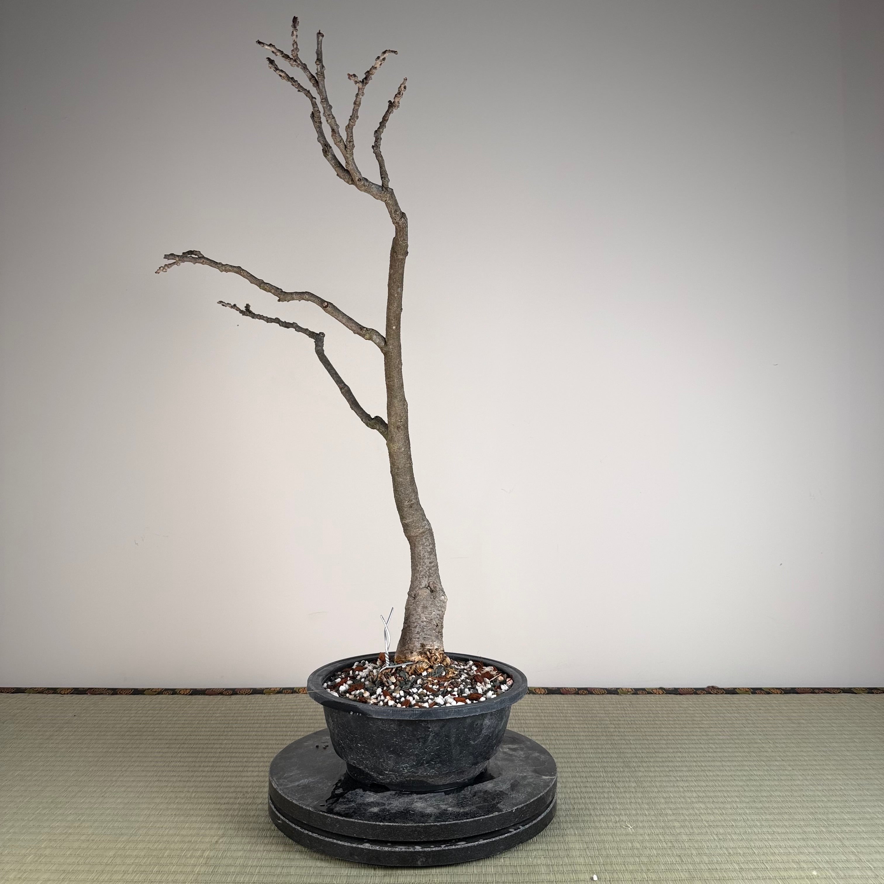 Glycine floribunda