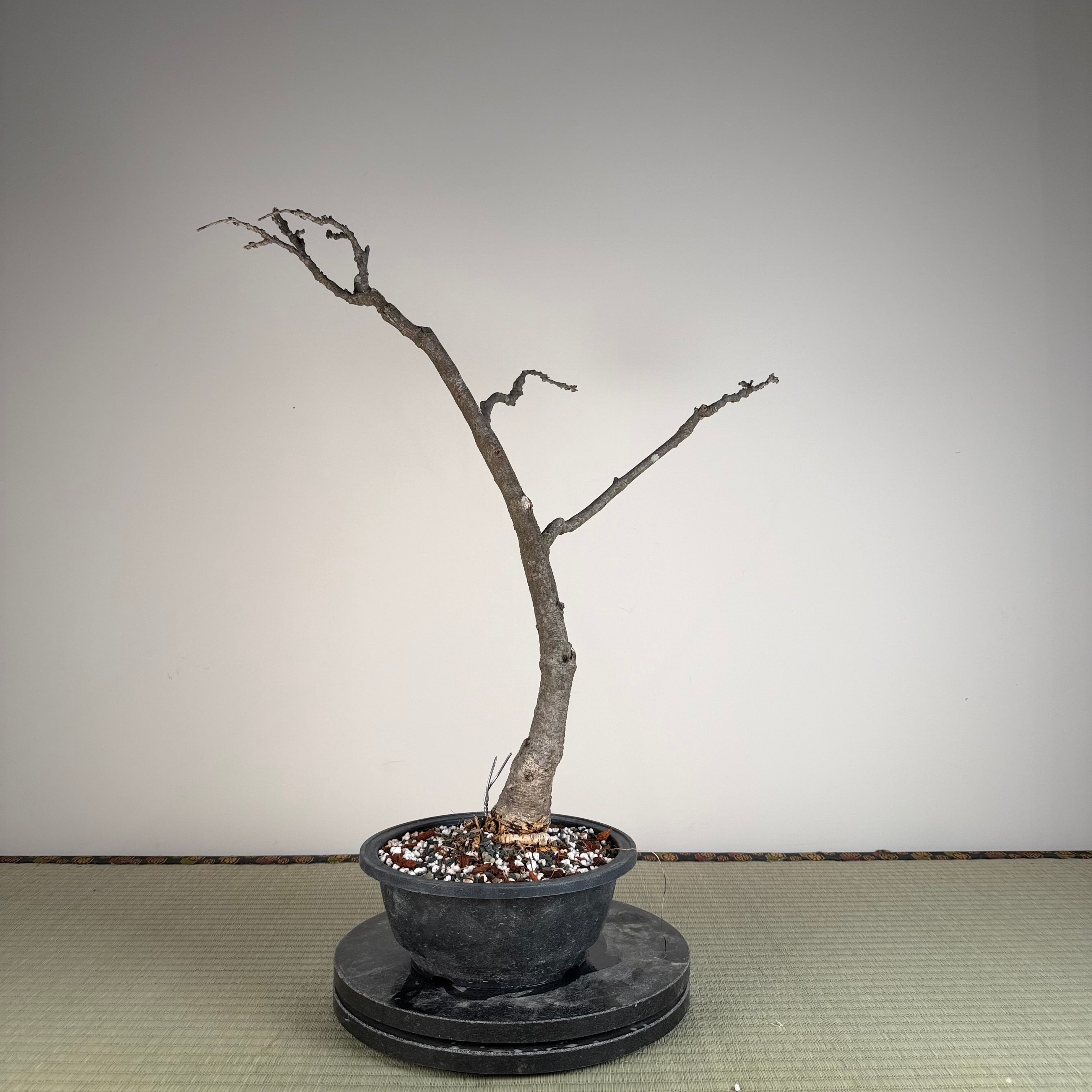 Glycine floribunda