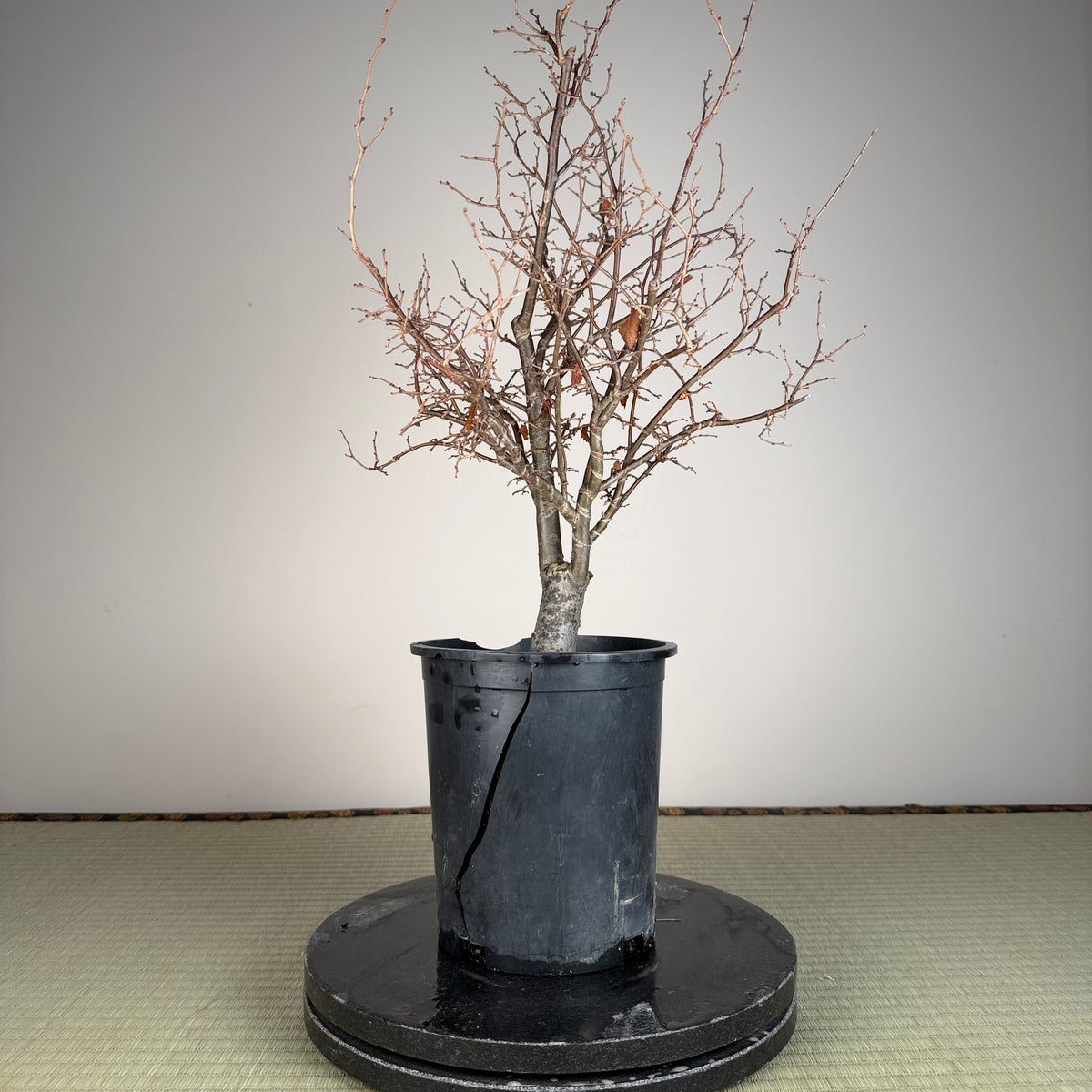 Zelkova serrata