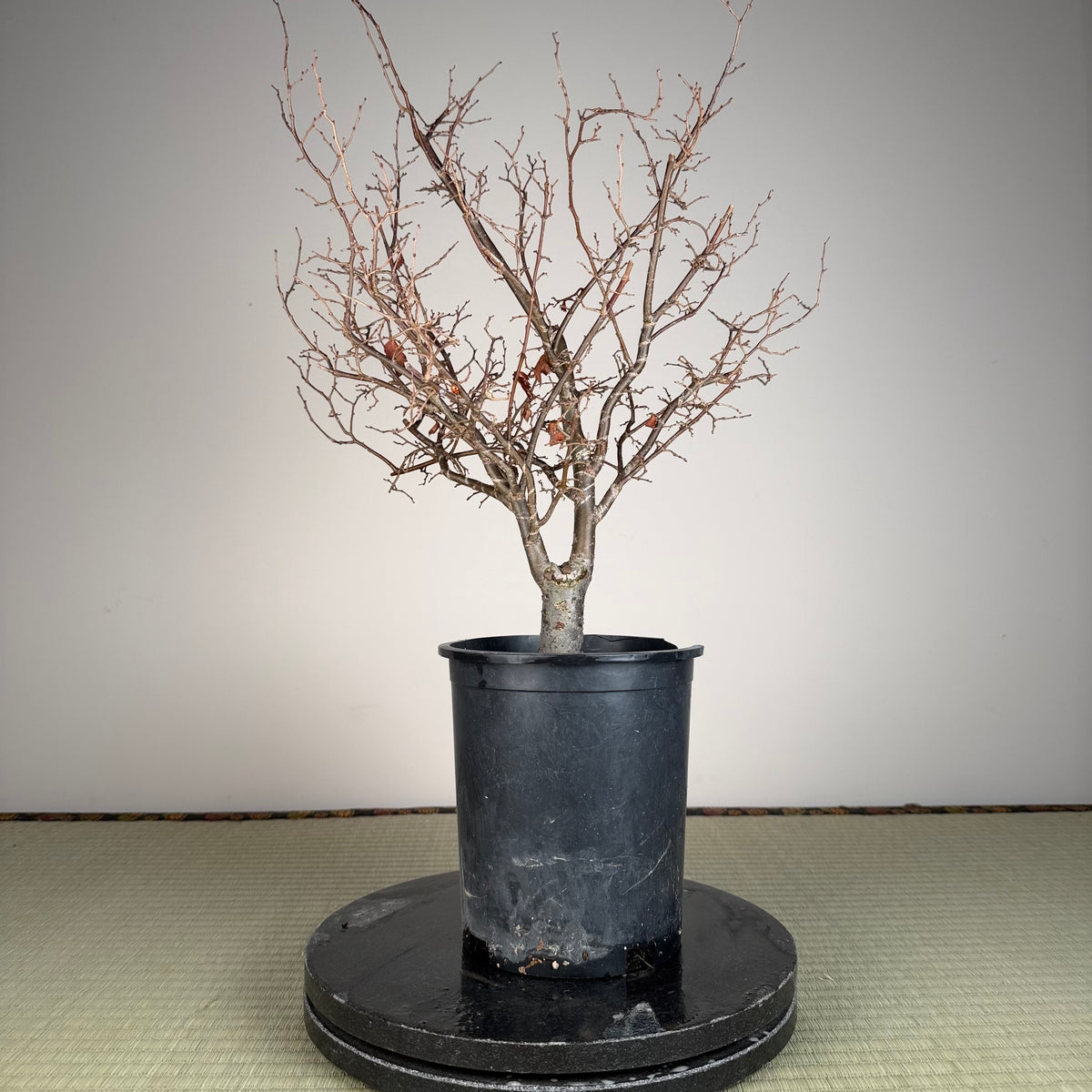 Zelkova serrata