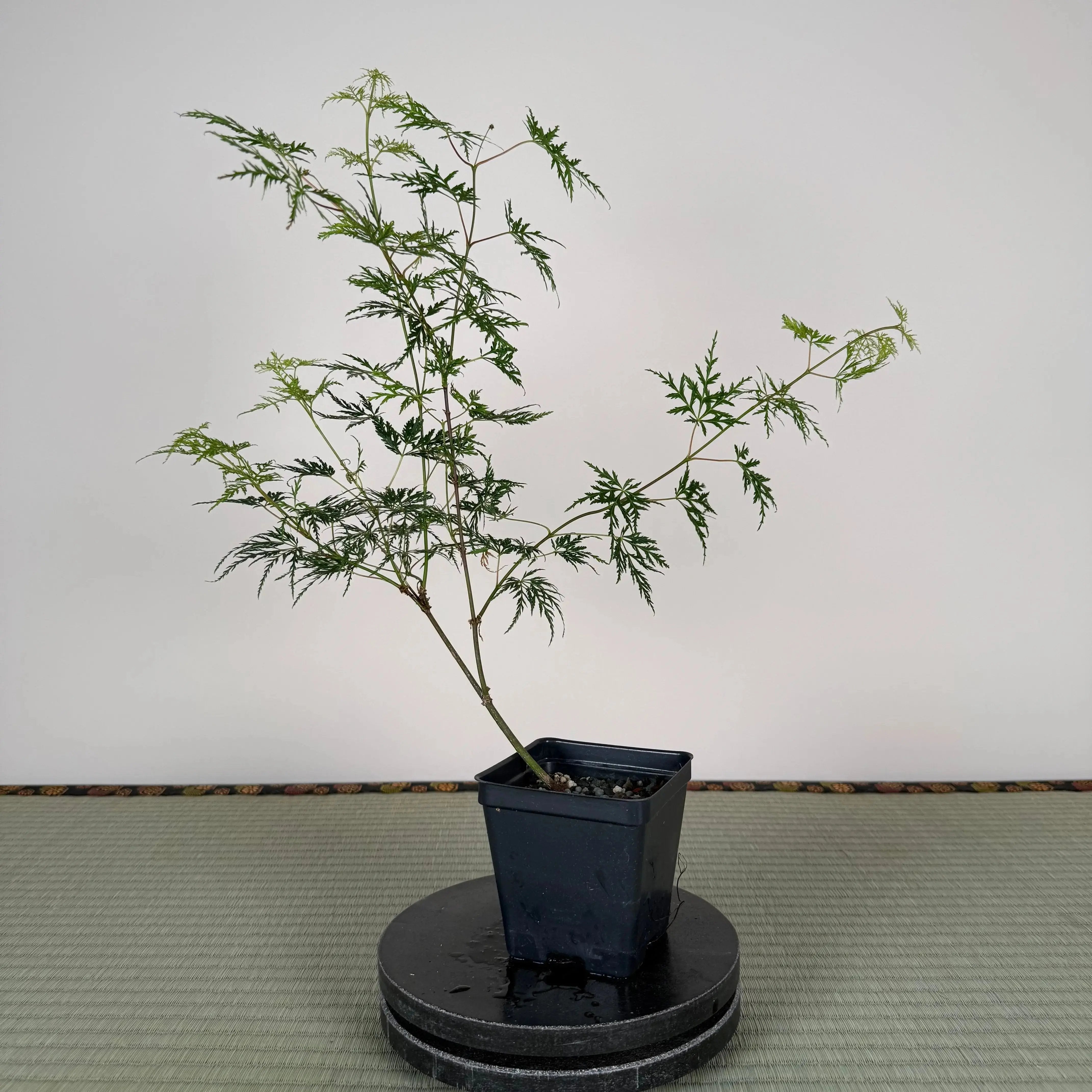 Base Kit with Outdoor Bonsai Canada Bonsai