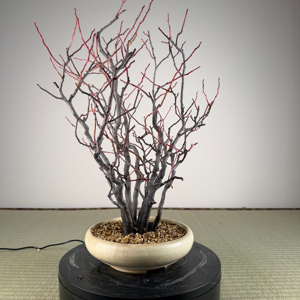 Itea japonica