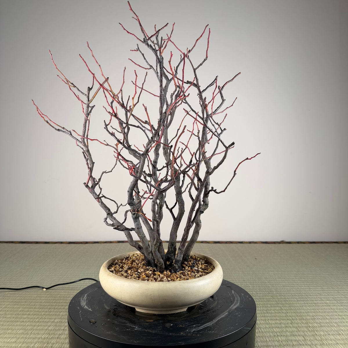 Itea japonica