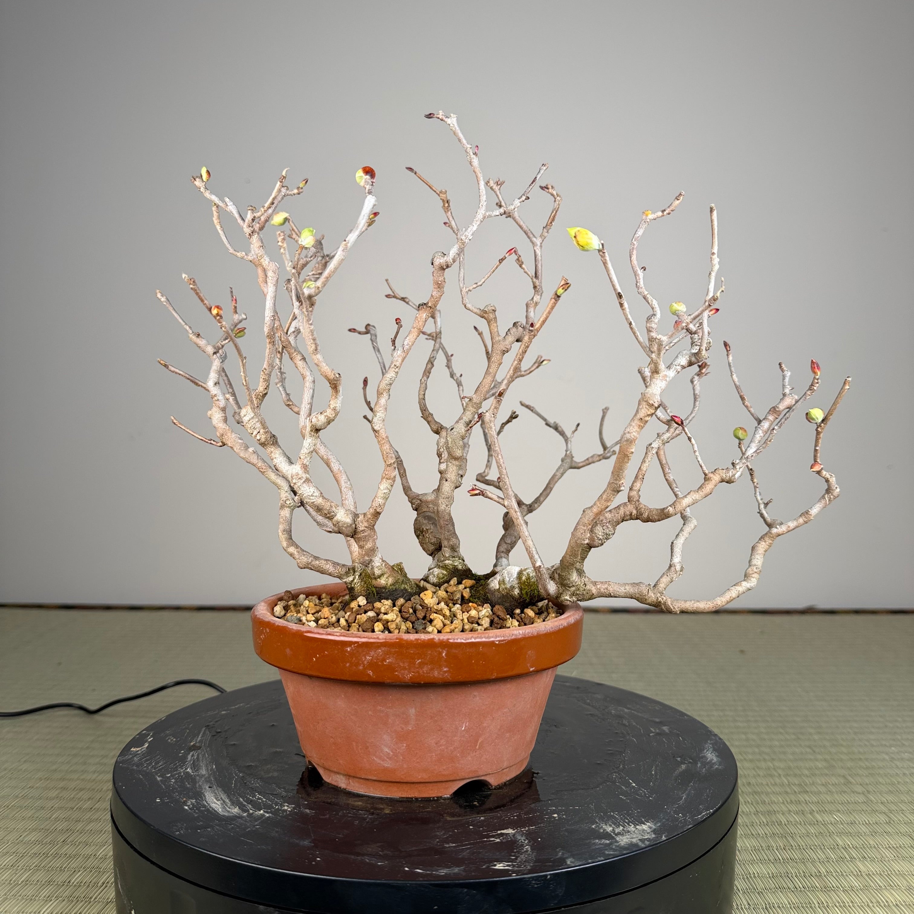 Corylopsis spicata