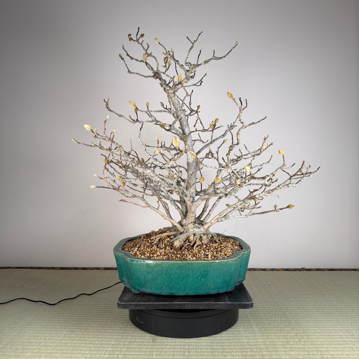 Magnolia kobus