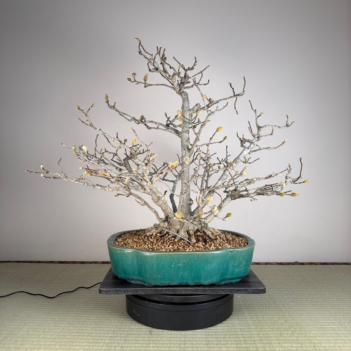 Magnolia kobus