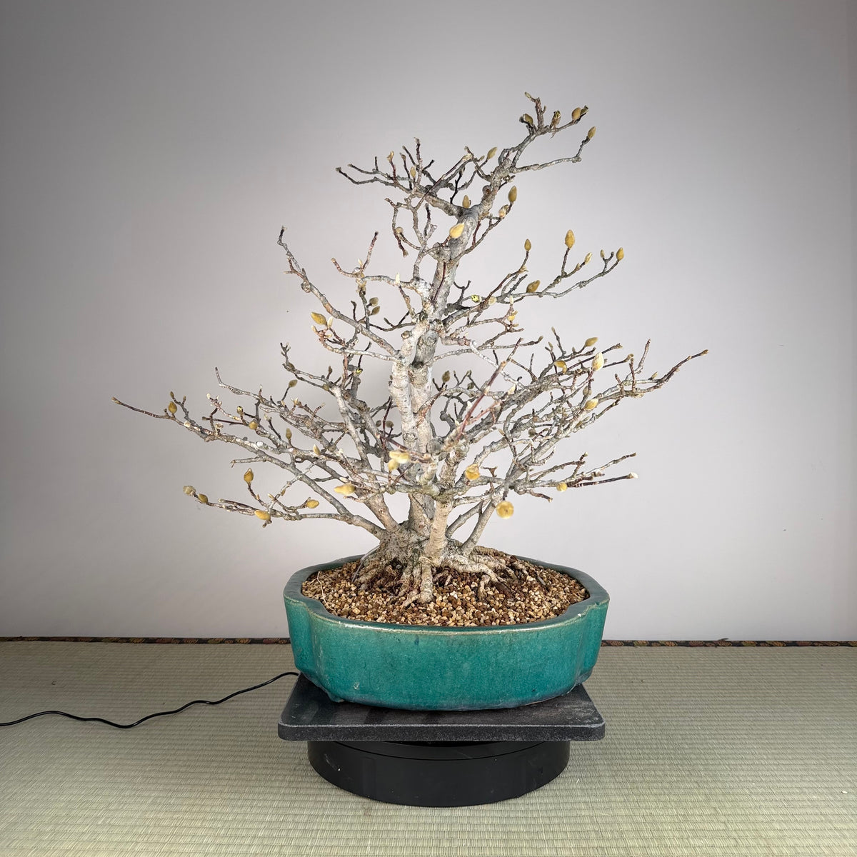 Magnolia kobus