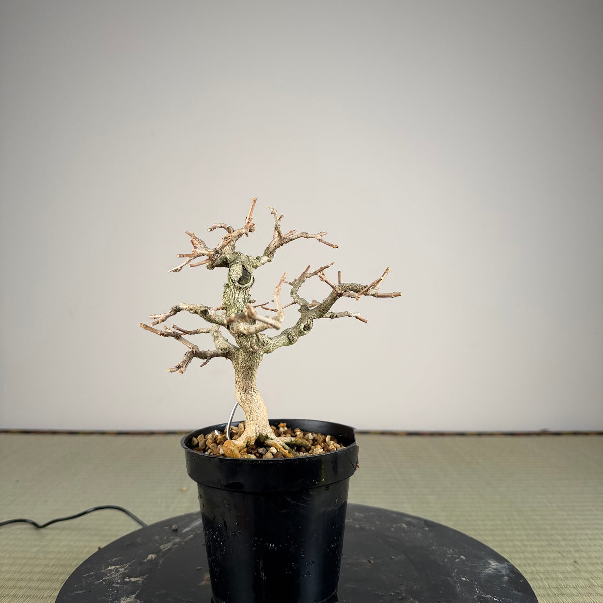 Premna japonica