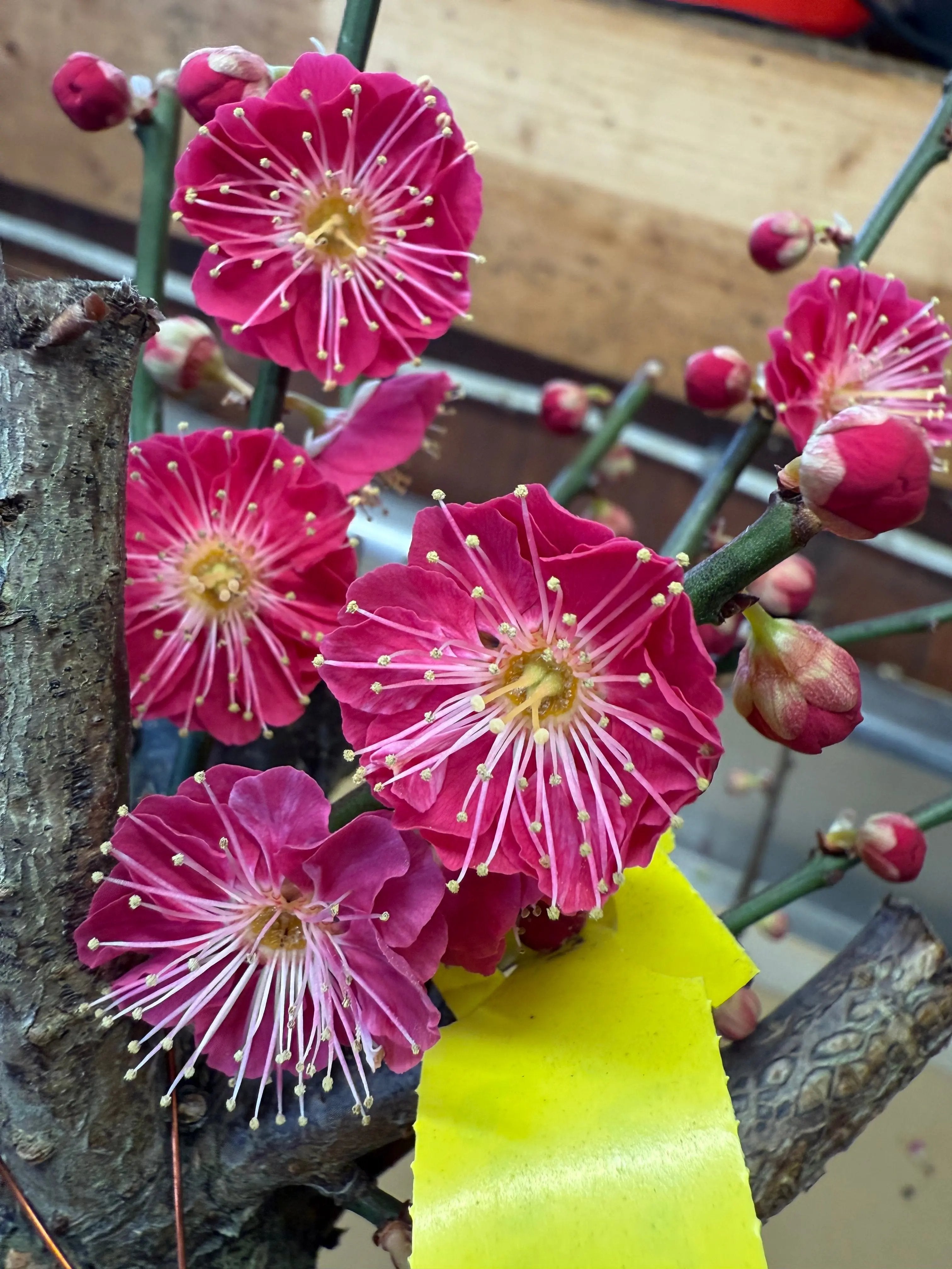 Prunus mume 'Hóngxū zhūshā' Canada Bonsai