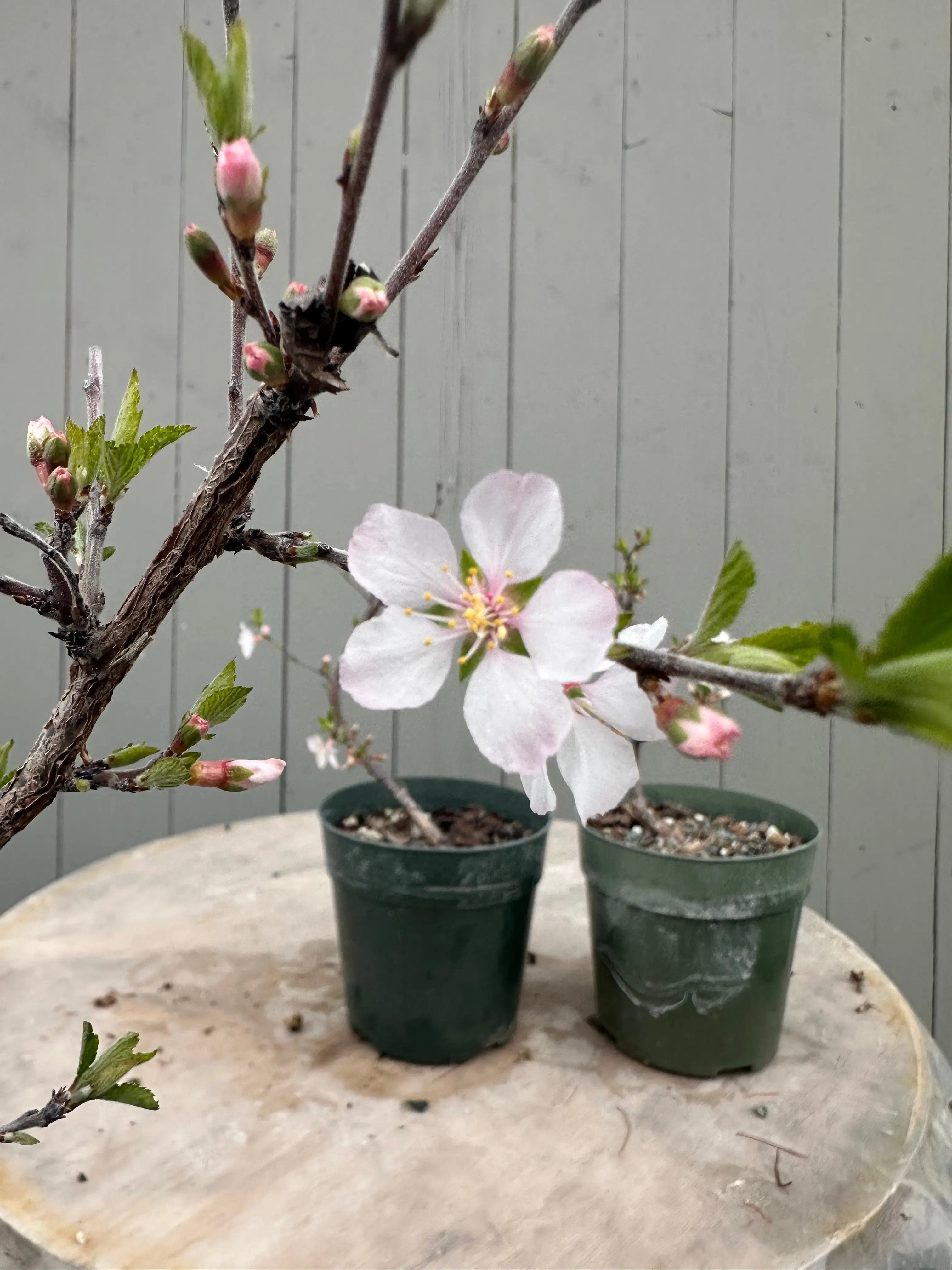 Prunus tomentosa (cutting-grown) Canada Bonsai