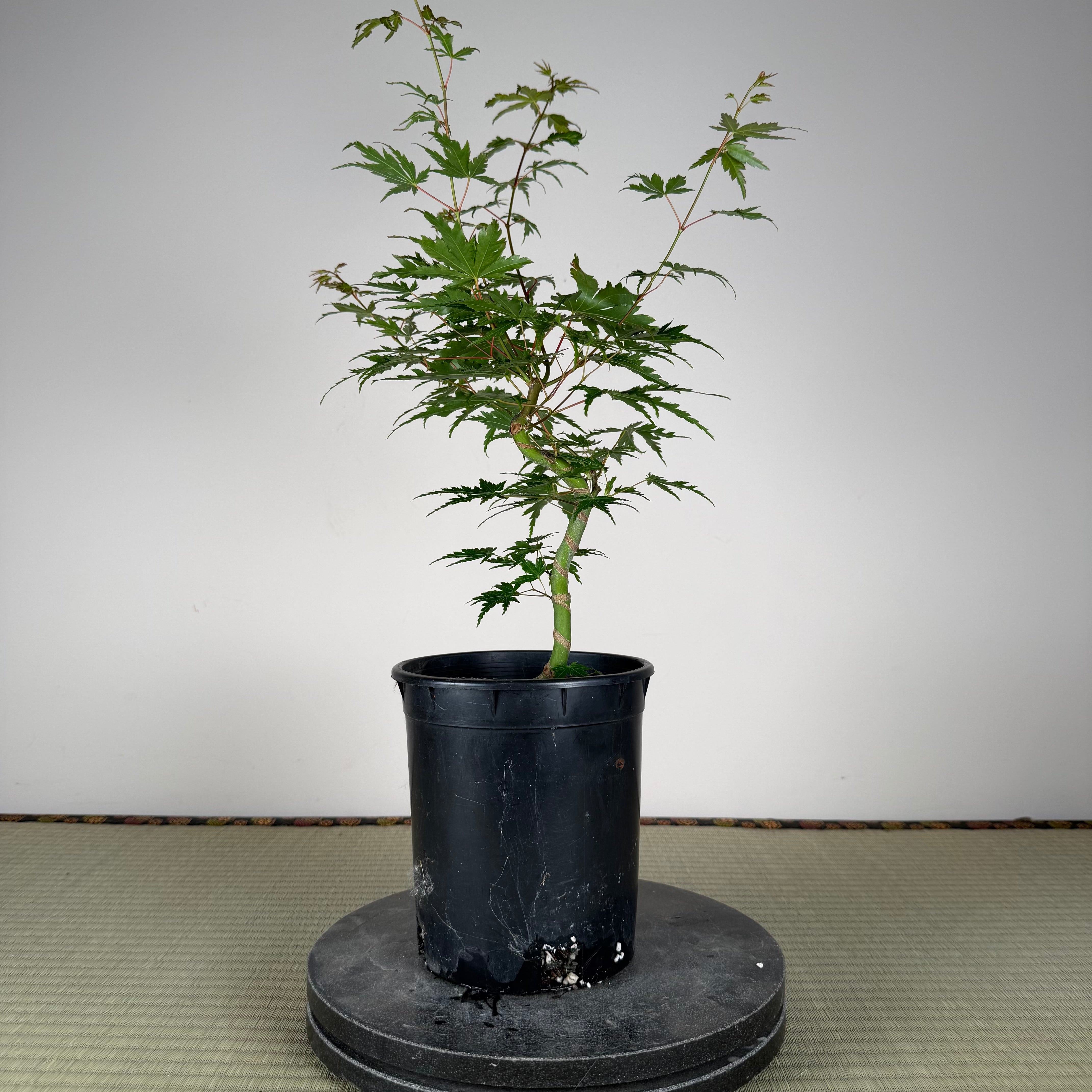 Acer palmatum 'Katsura' (taille réduite)